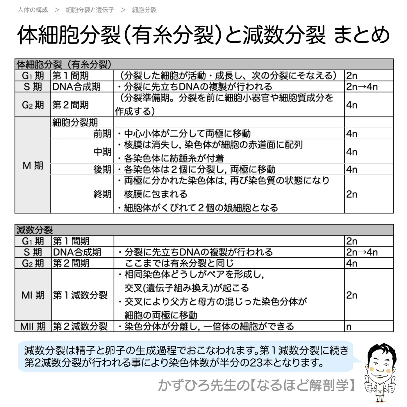 体細胞分裂（有糸分裂）と減数分裂-まとめ