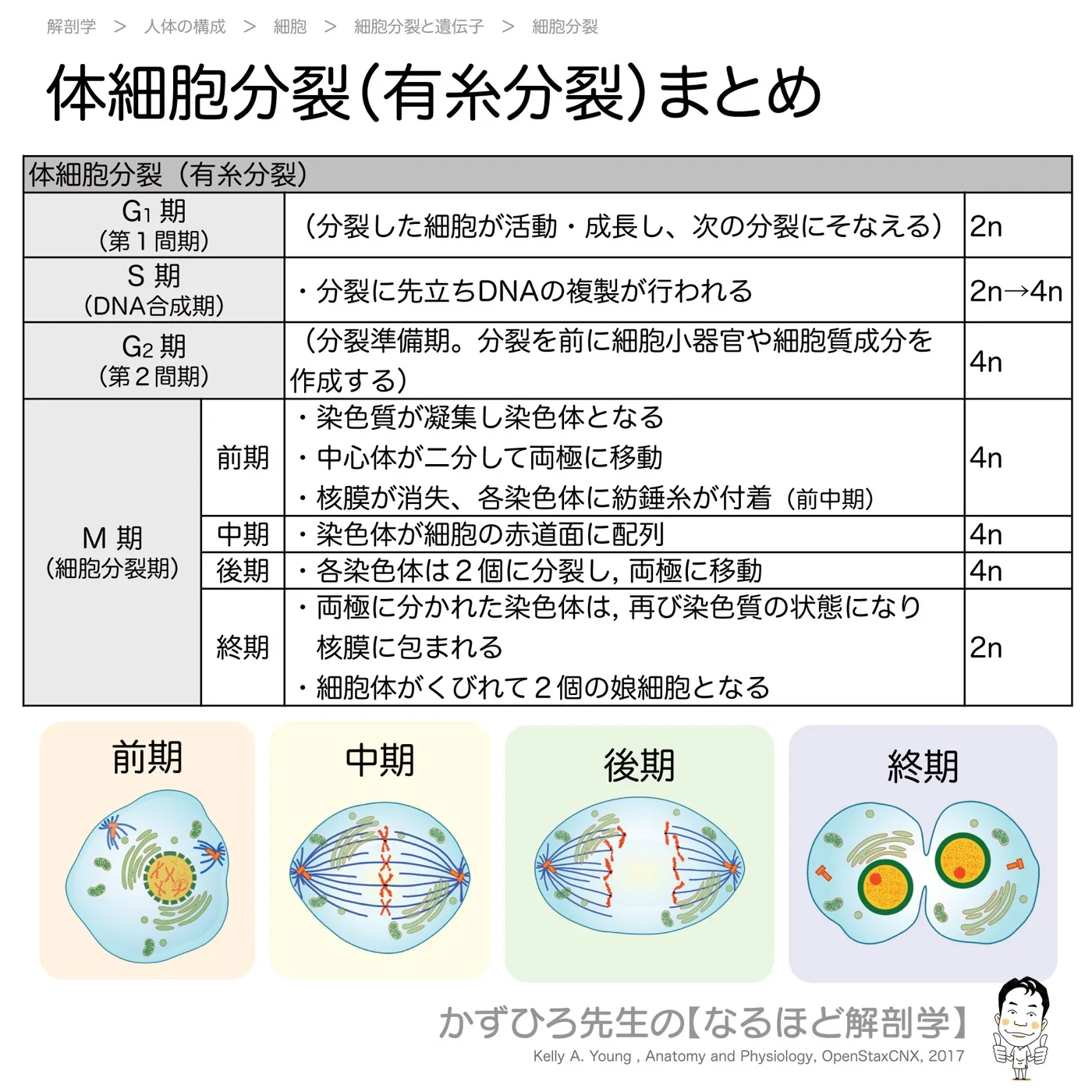 体細胞分裂（有糸分裂）まとめ