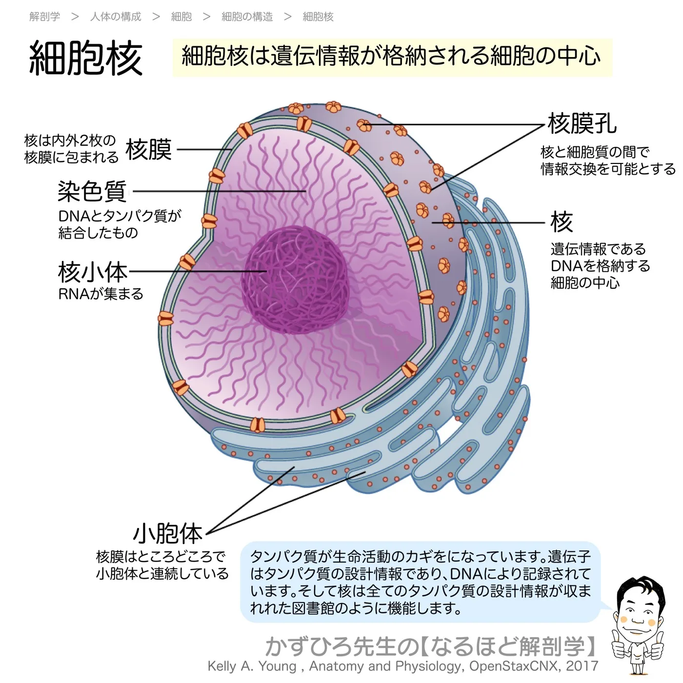 細胞核