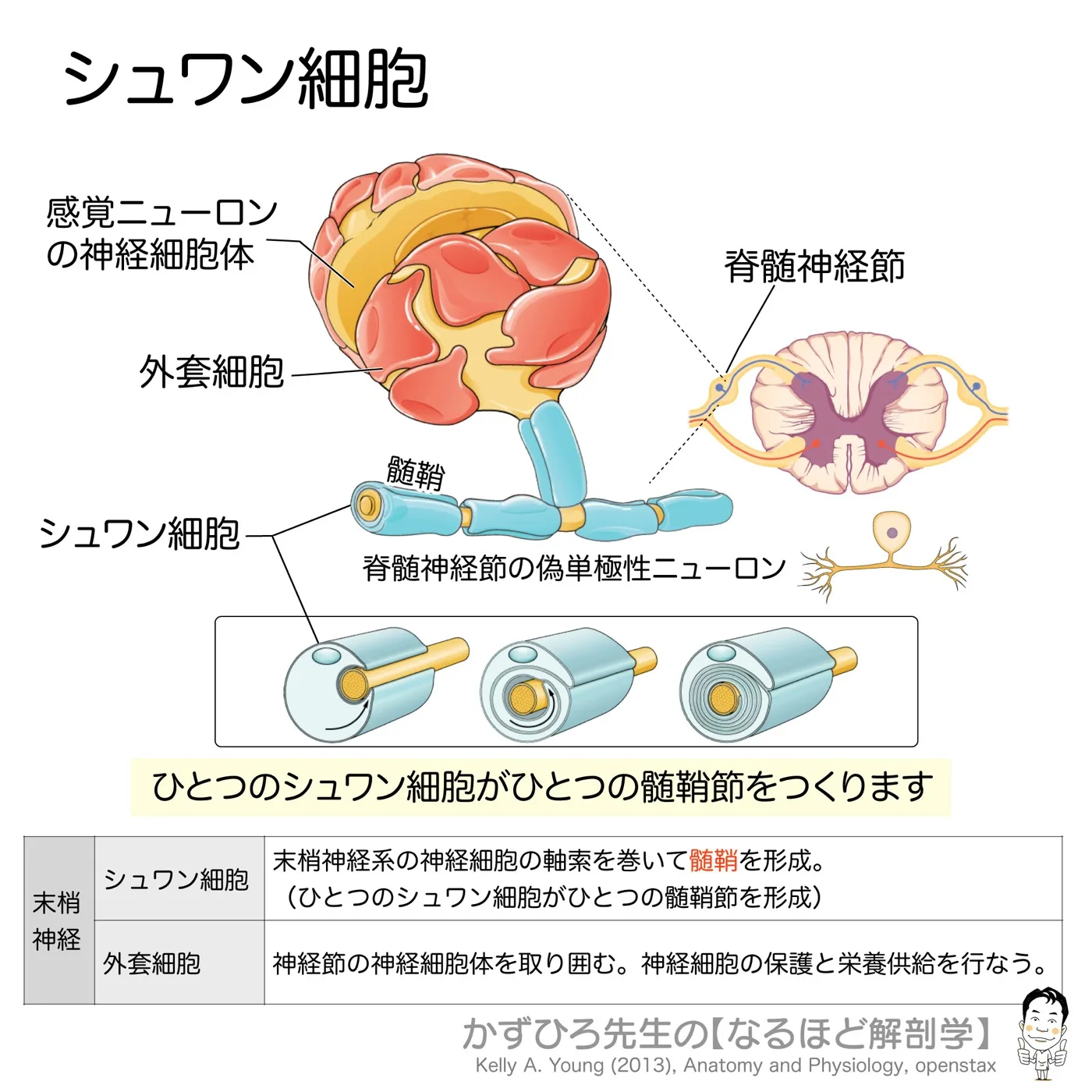 シュワン細胞