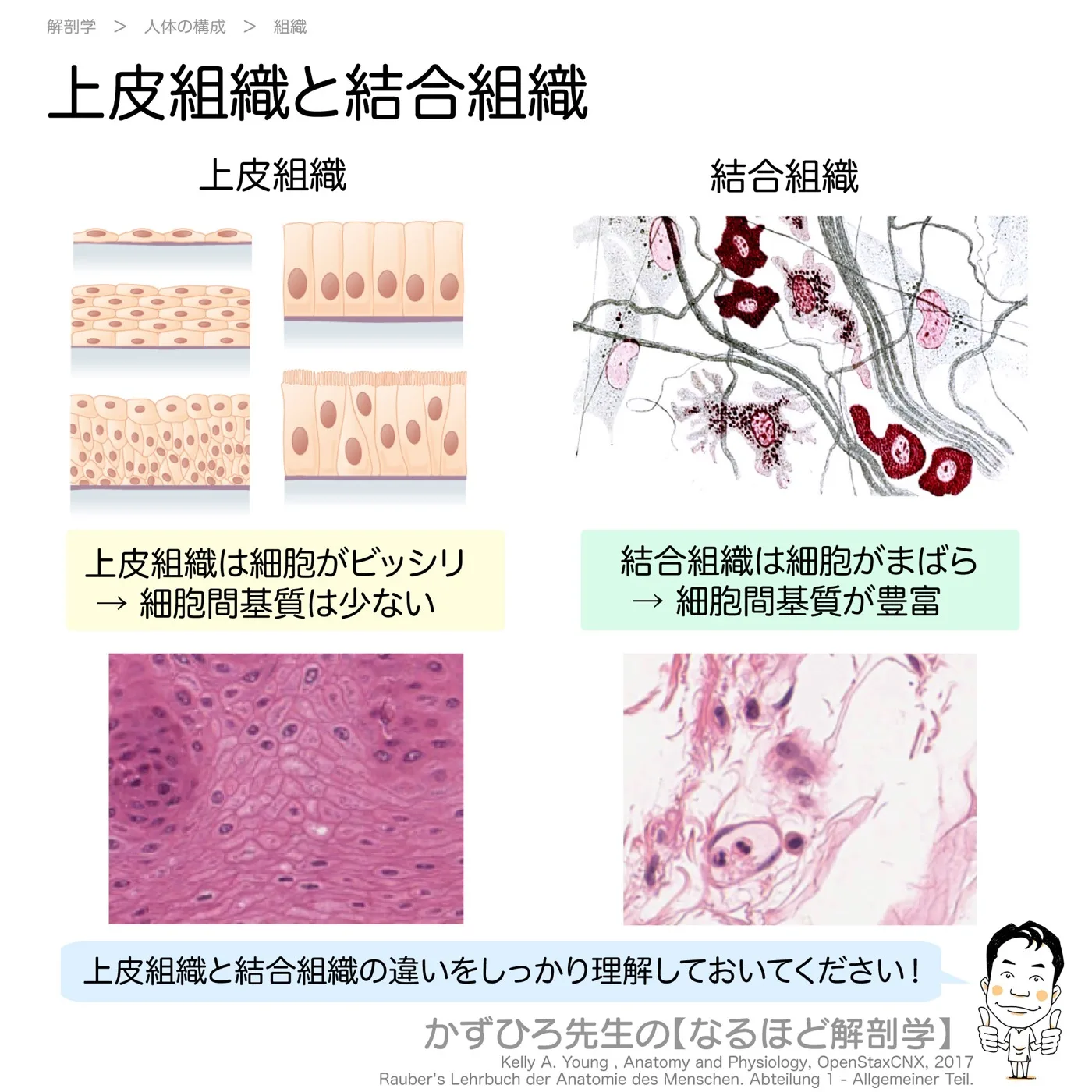 上皮組織と結合組織