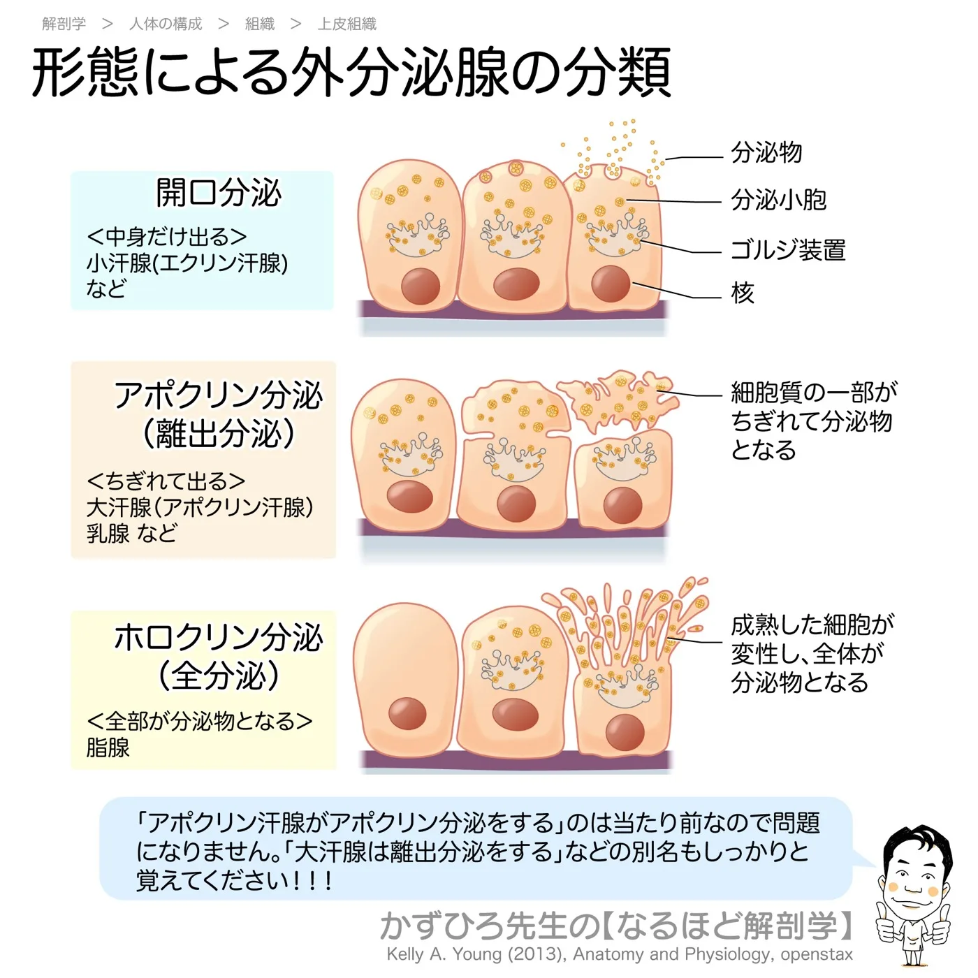 外分泌腺の分泌様式