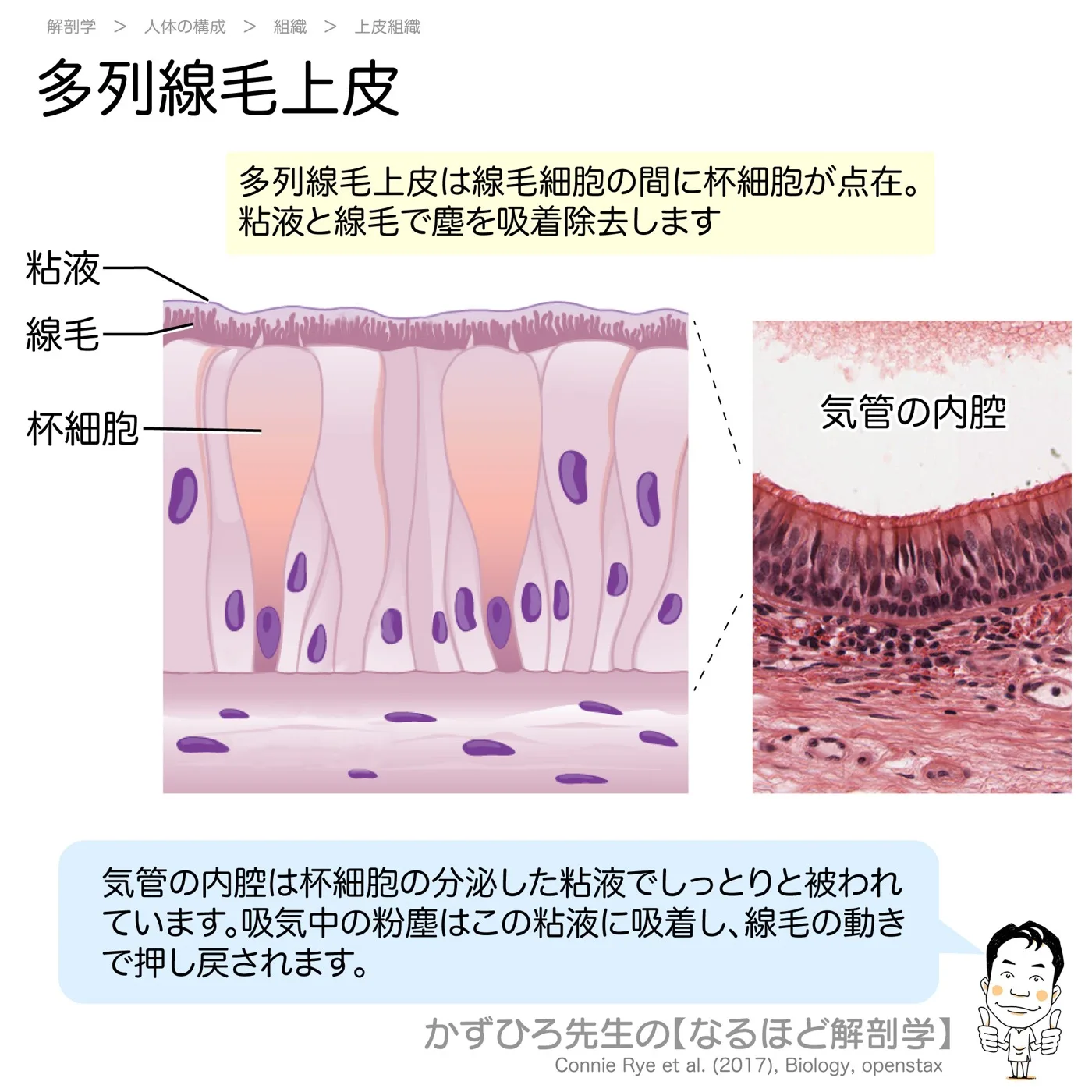 多列上皮の杯細胞