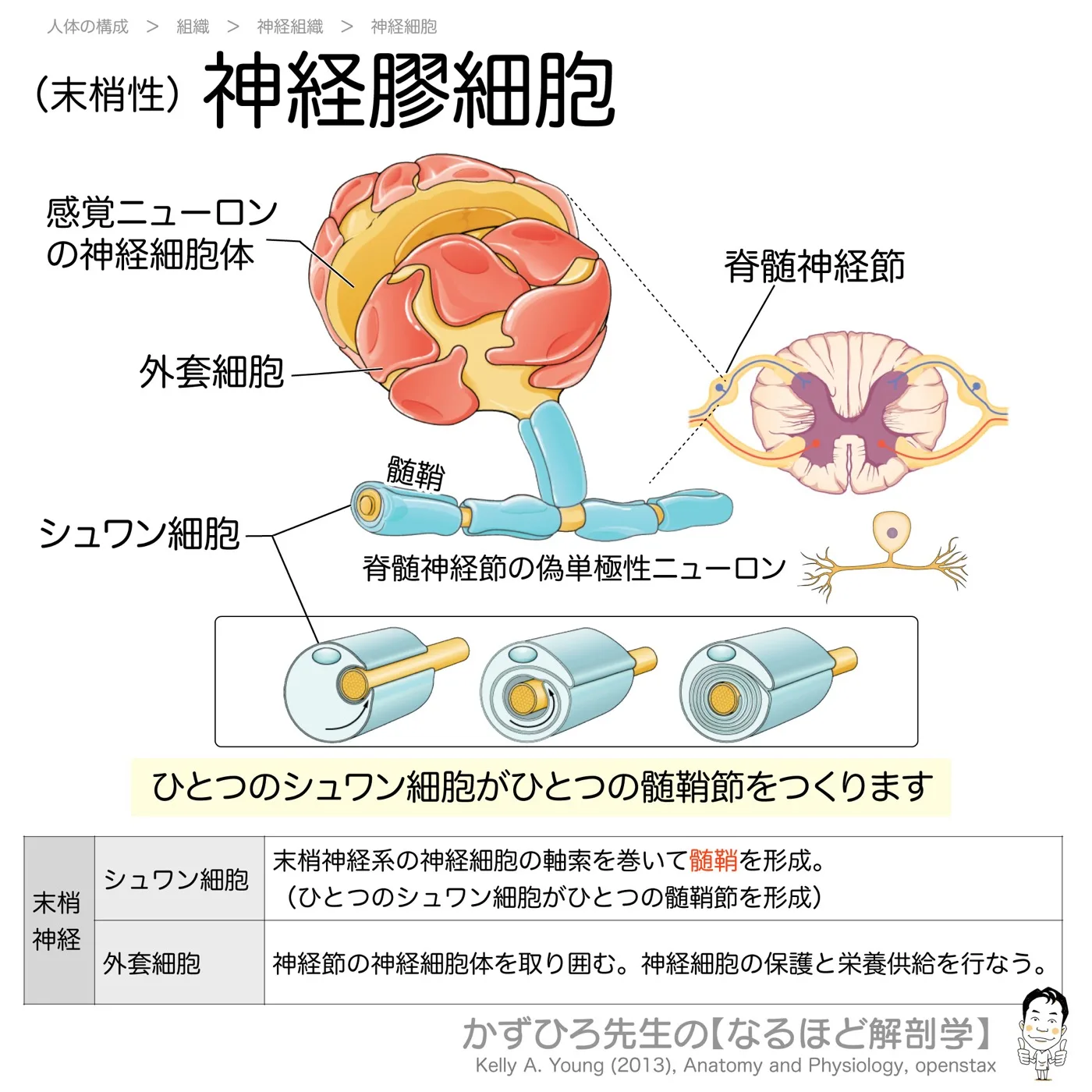 末梢性-神経膠細胞