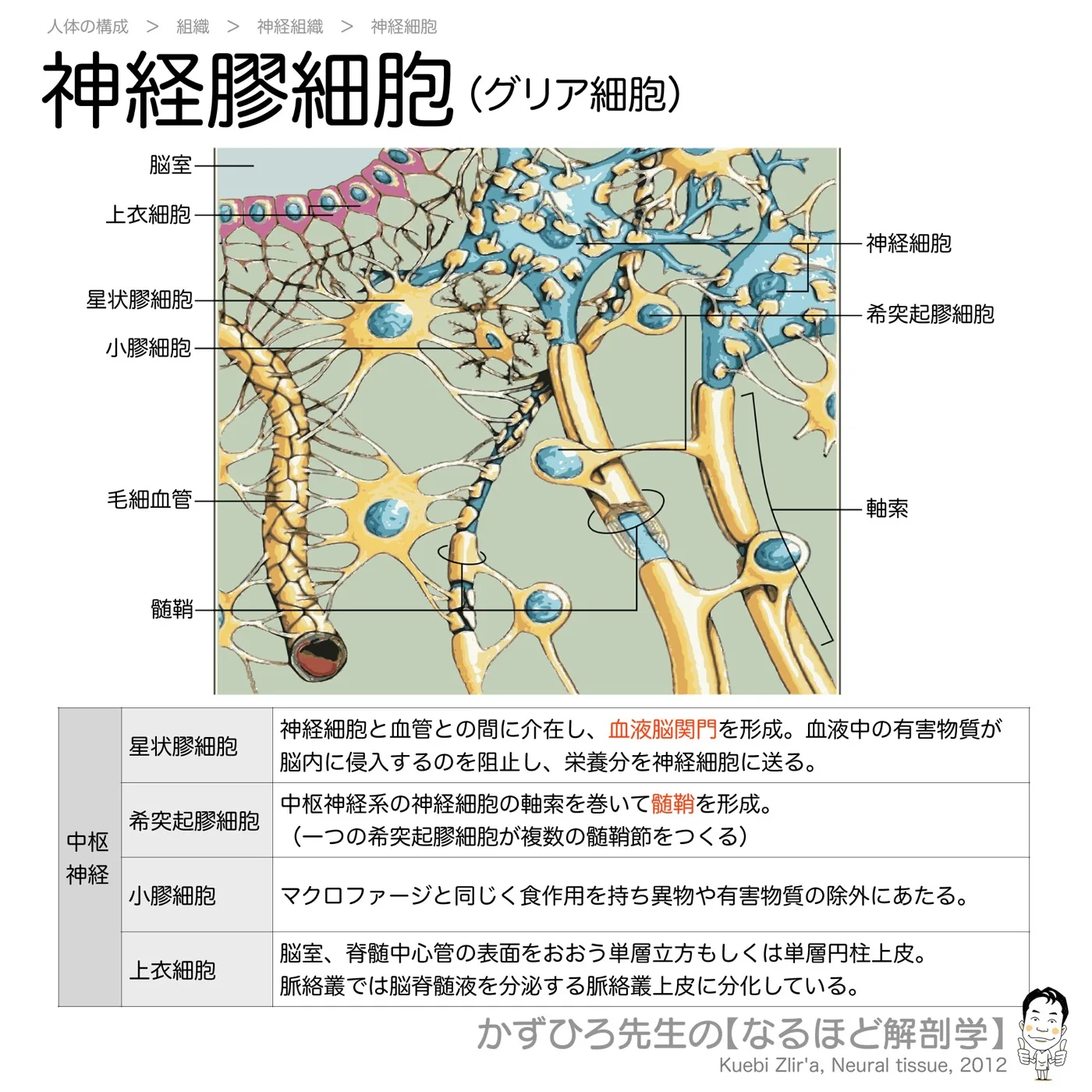 神経膠細胞（グリア細胞）