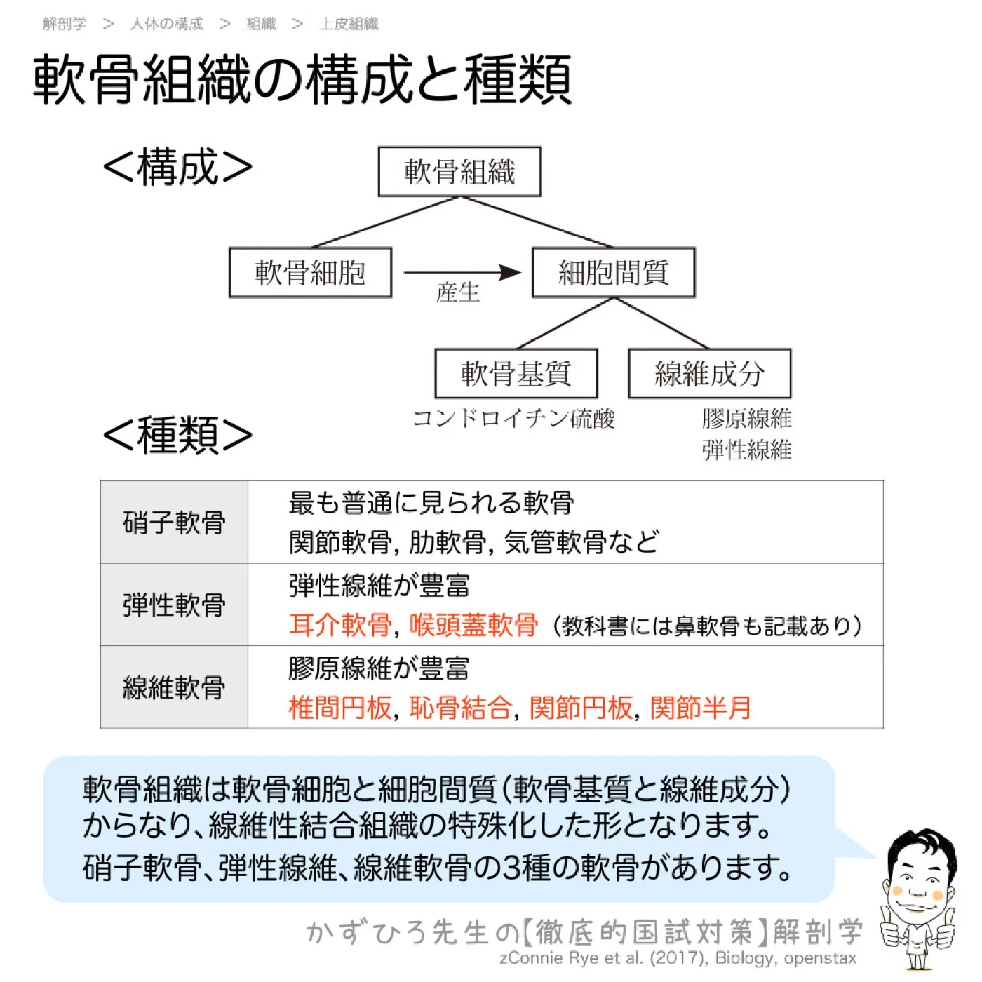 軟骨組織の構成と種類