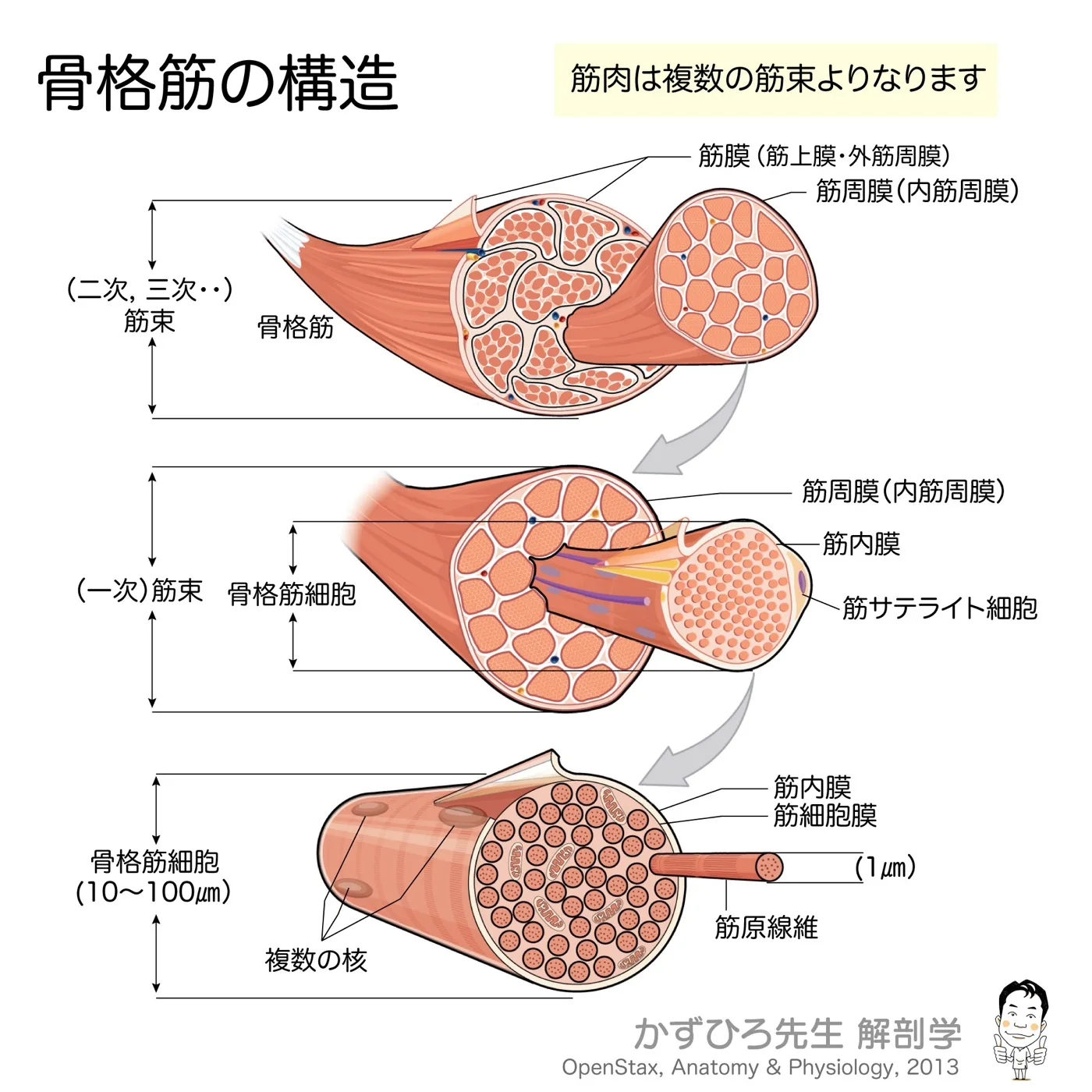 骨格筋の構造
