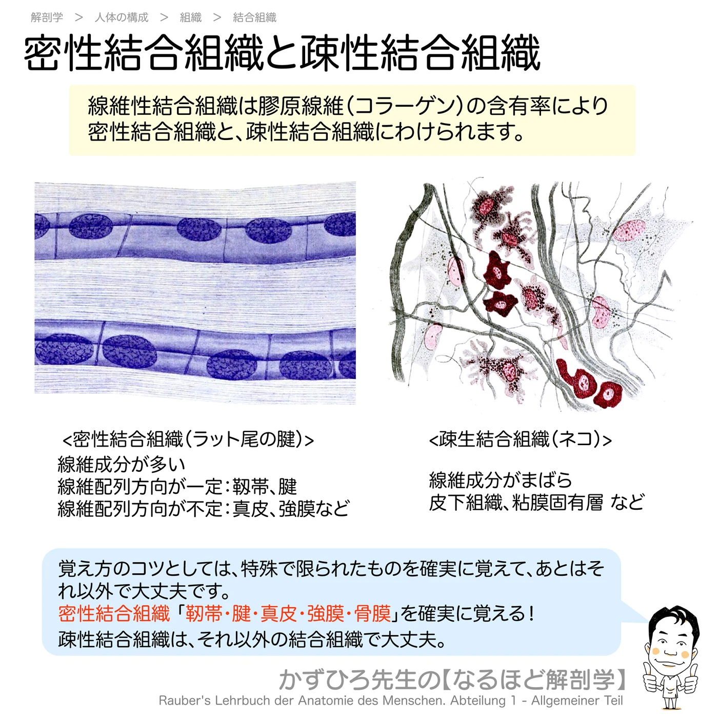 密性結合組織と疎性結合組織