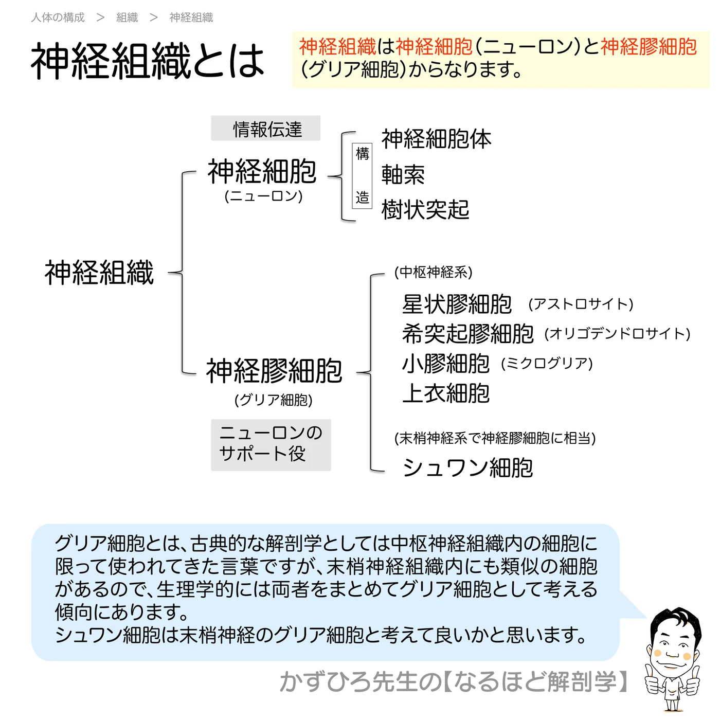 神経組織