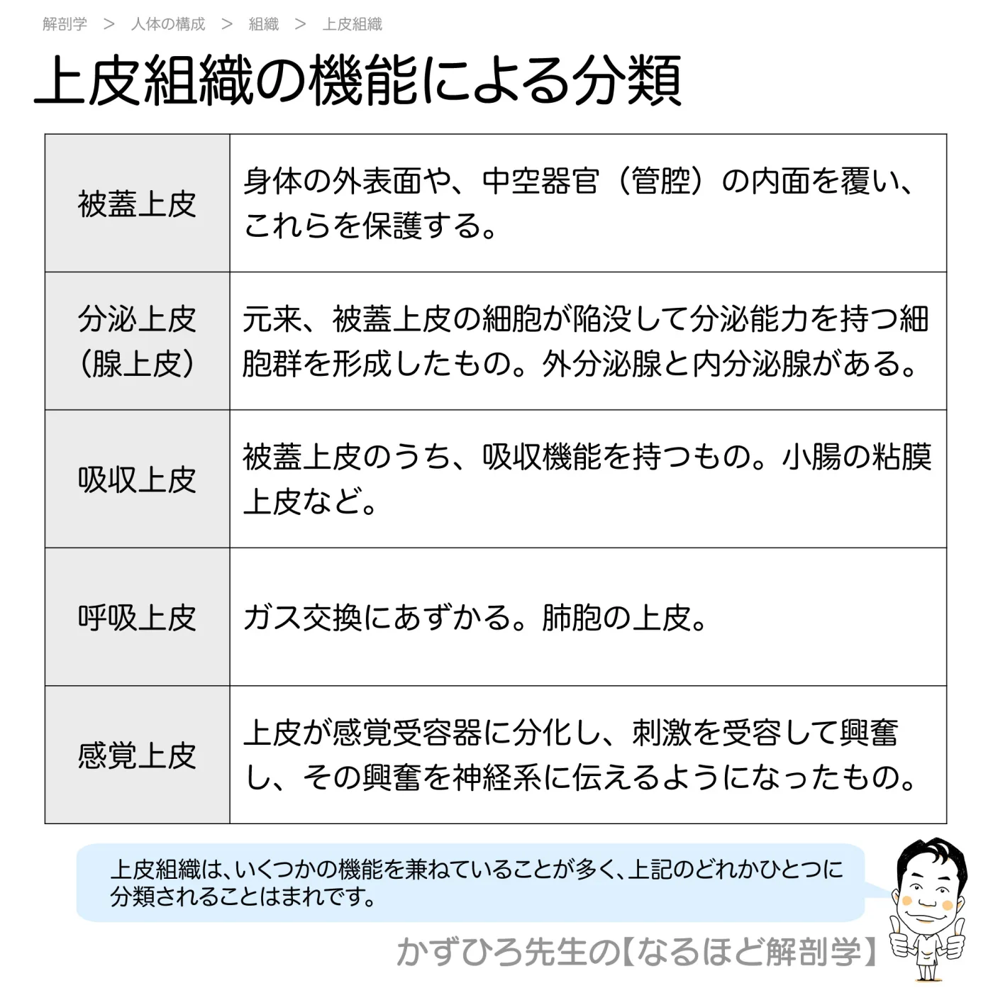 上皮組織の機能別分類