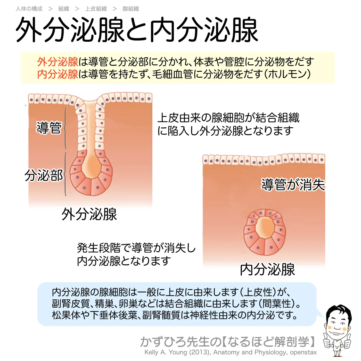 内分泌腺と外分泌腺