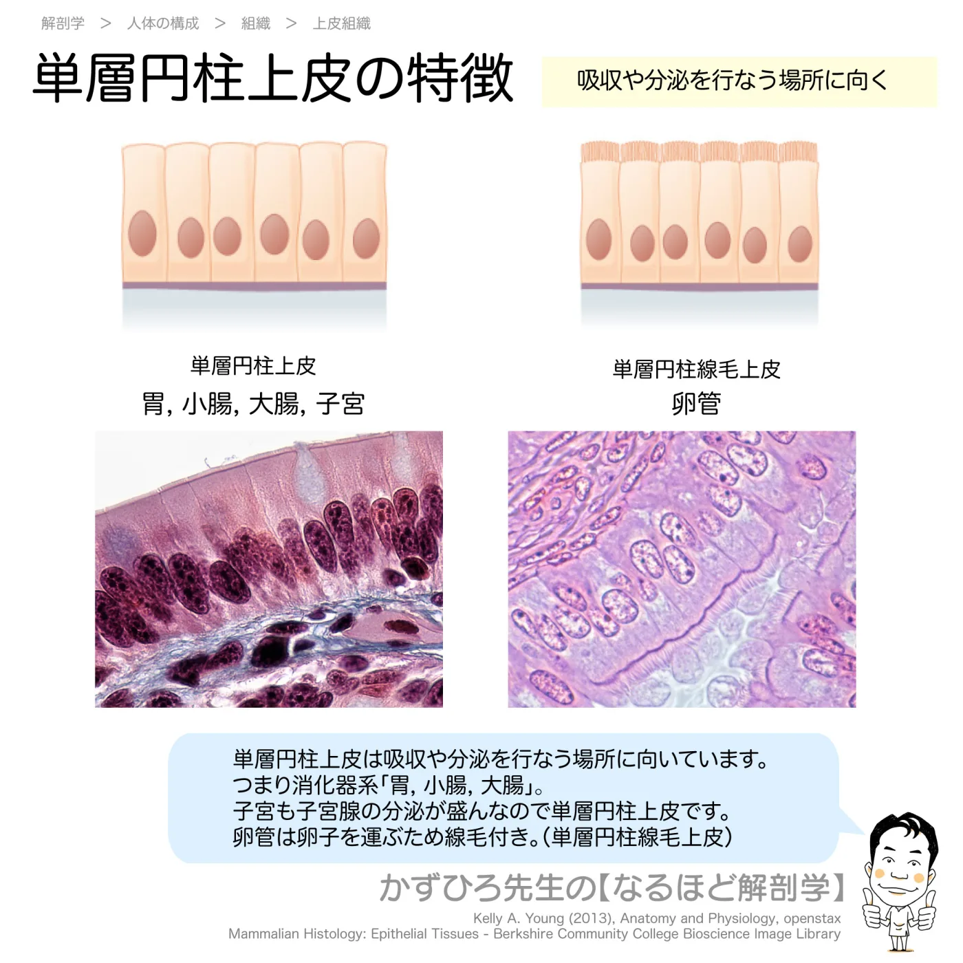 単層円柱上皮の特徴