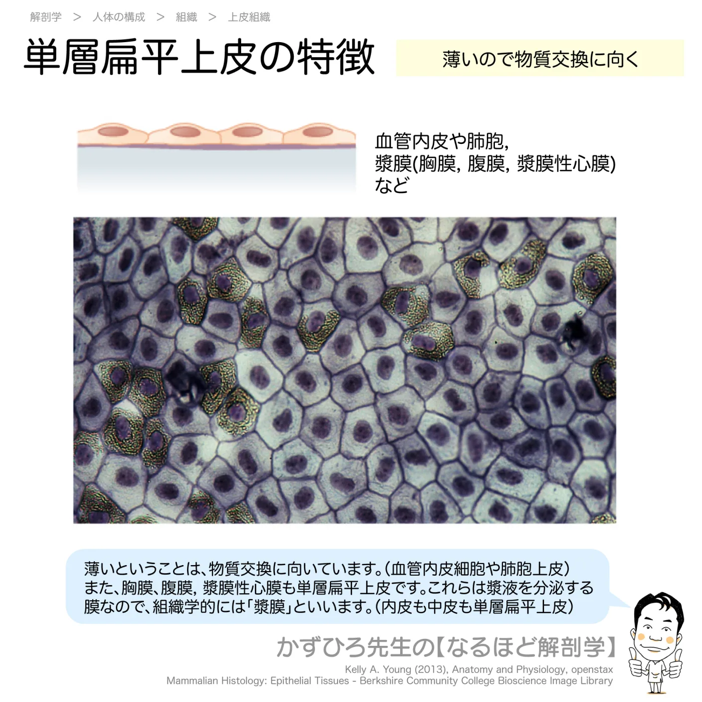 単層扁平上皮の特徴