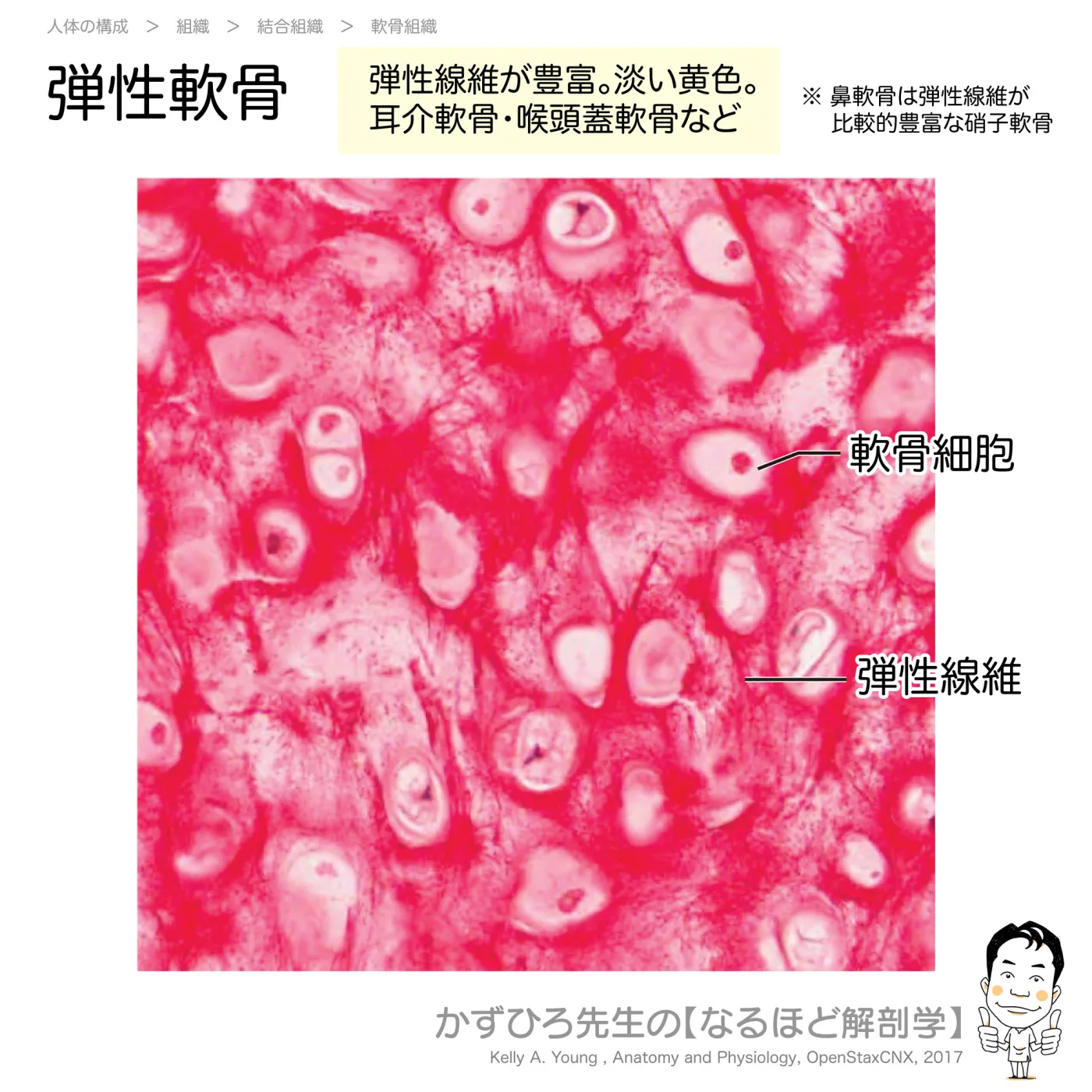 弾性軟骨