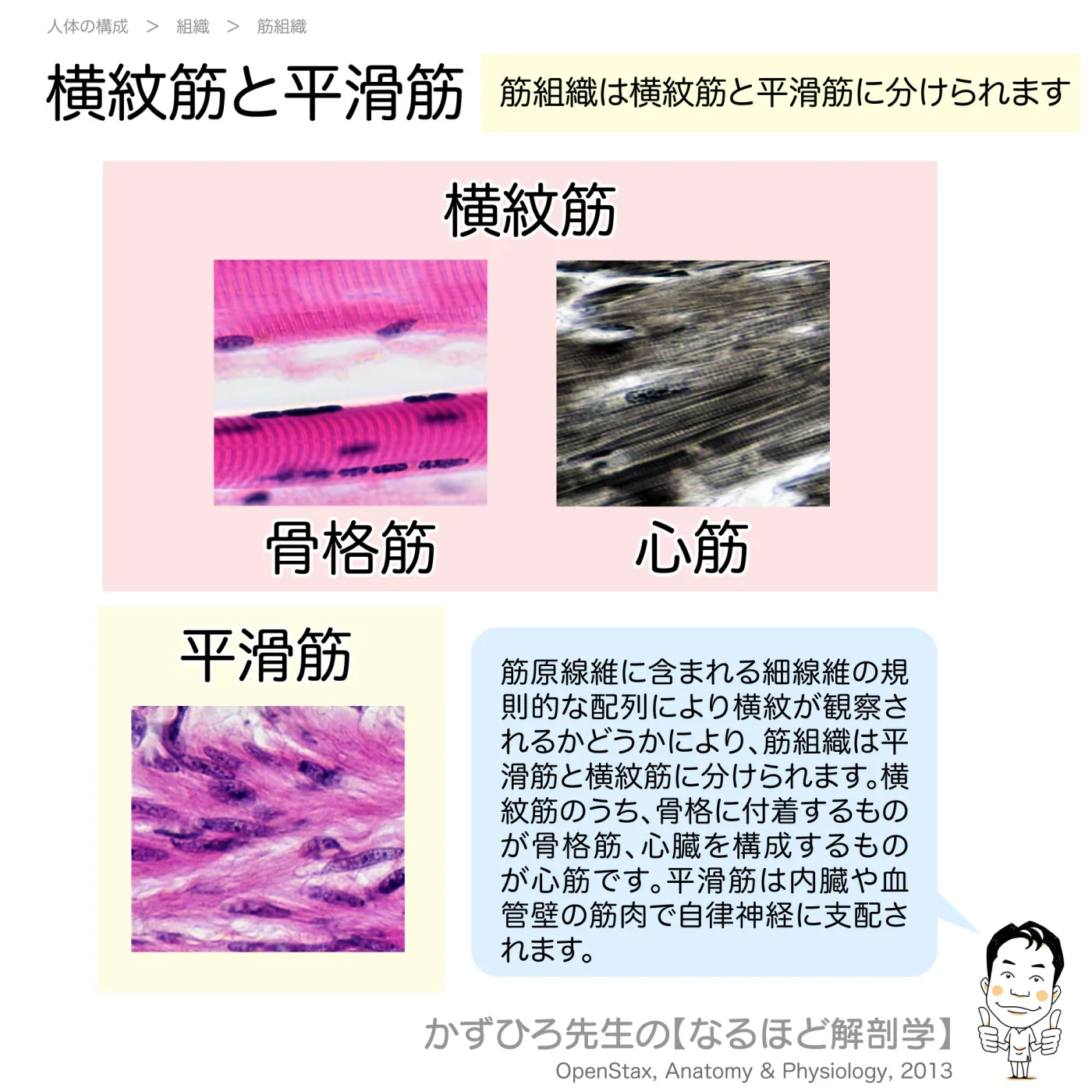 横紋筋と平滑筋