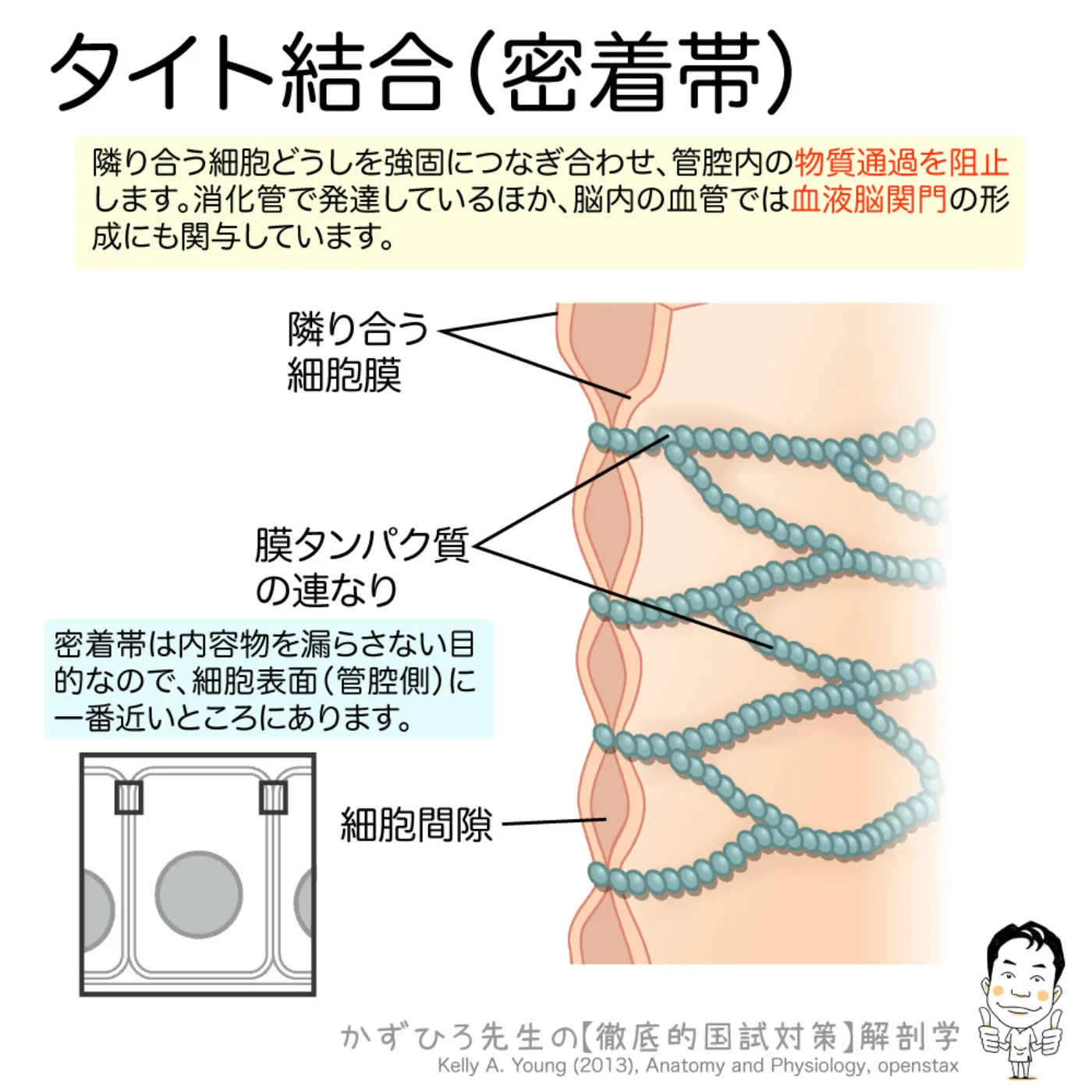 細胞間接着装置-タイト結合（密着帯）