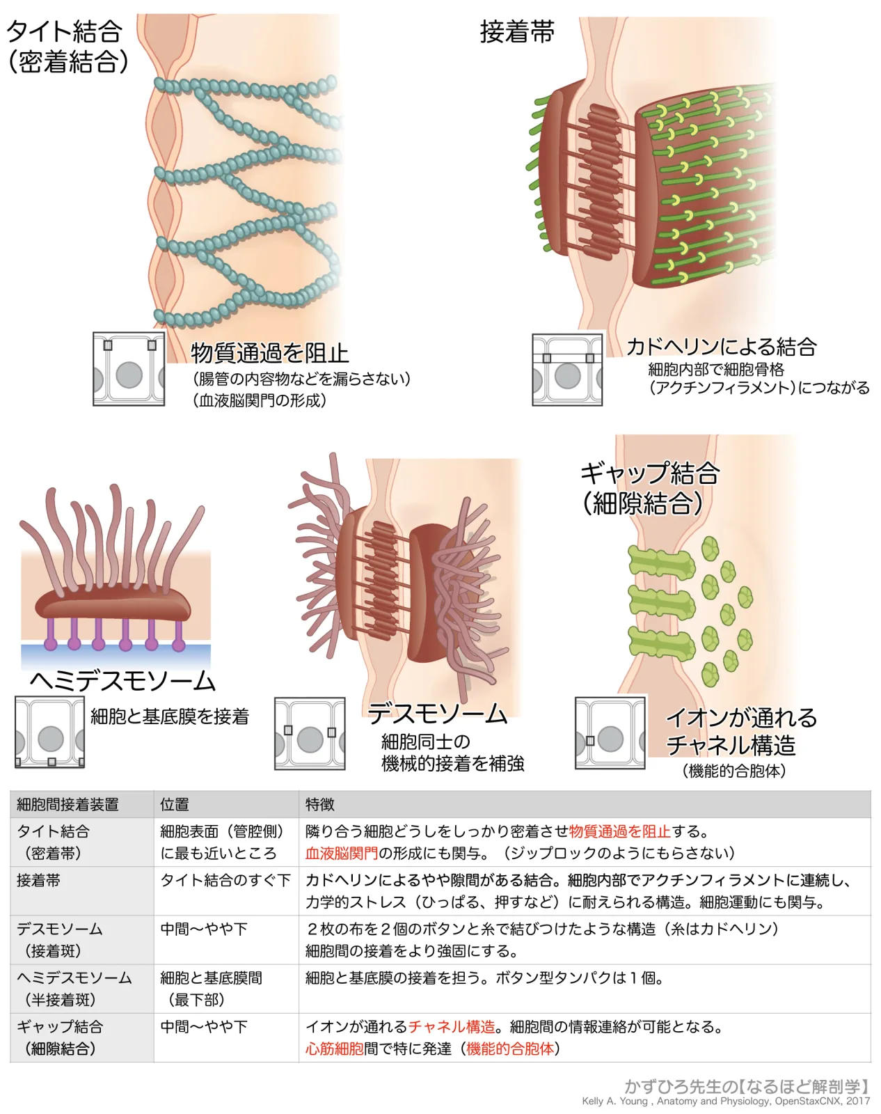 細胞間接着装置-図と表