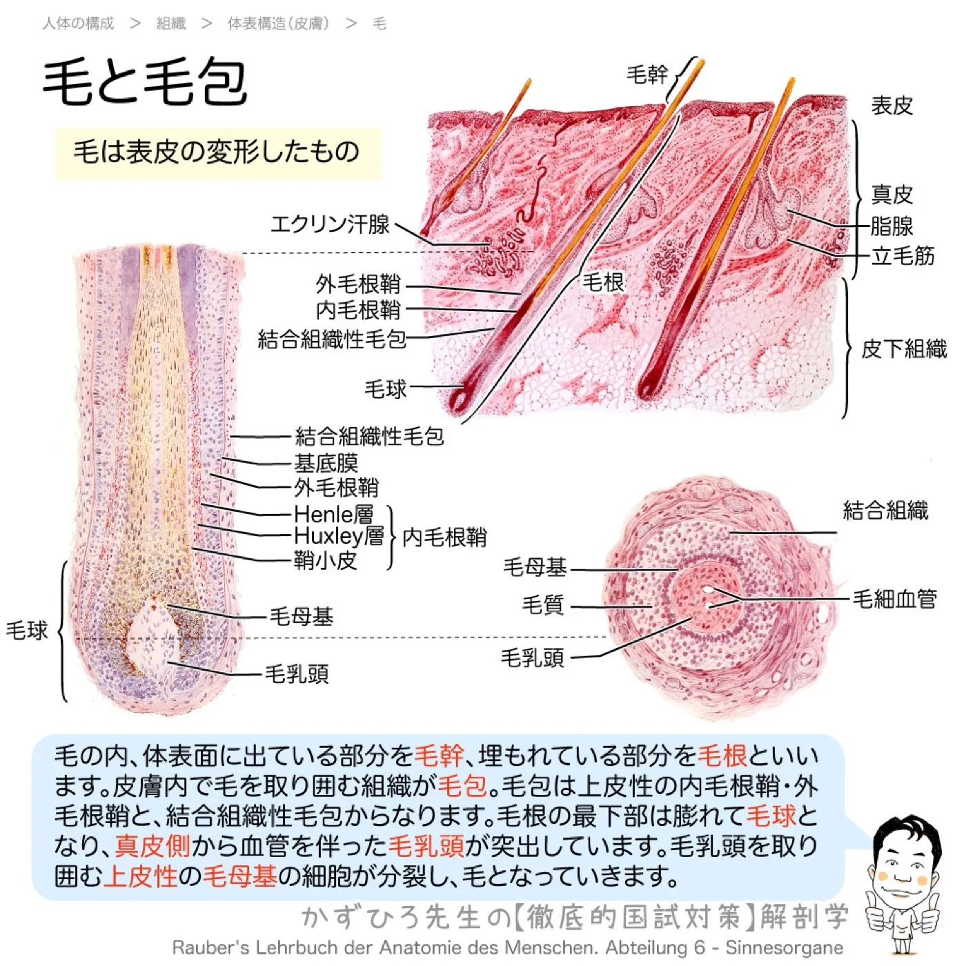 毛と毛包