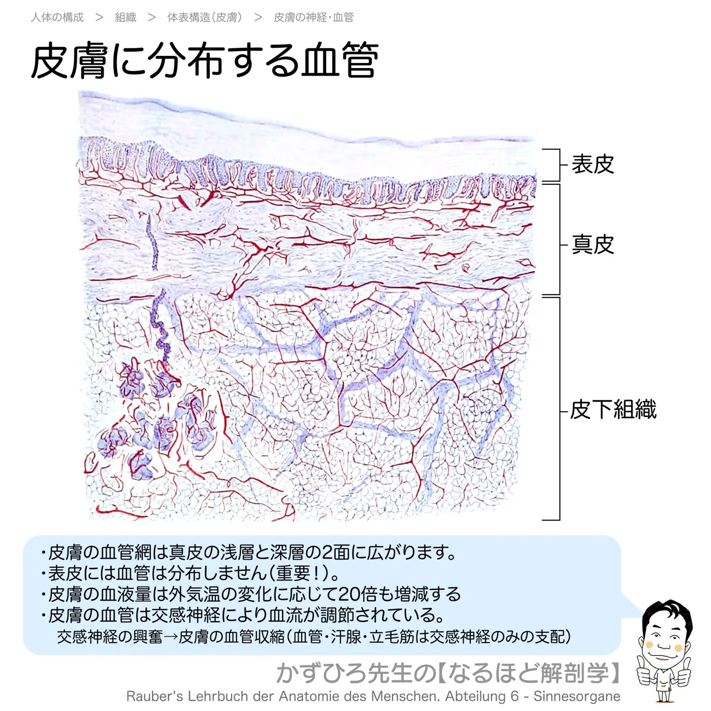 皮膚の血管