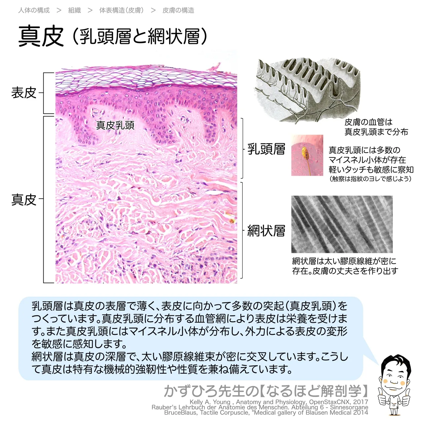 真皮乳頭層と網状層