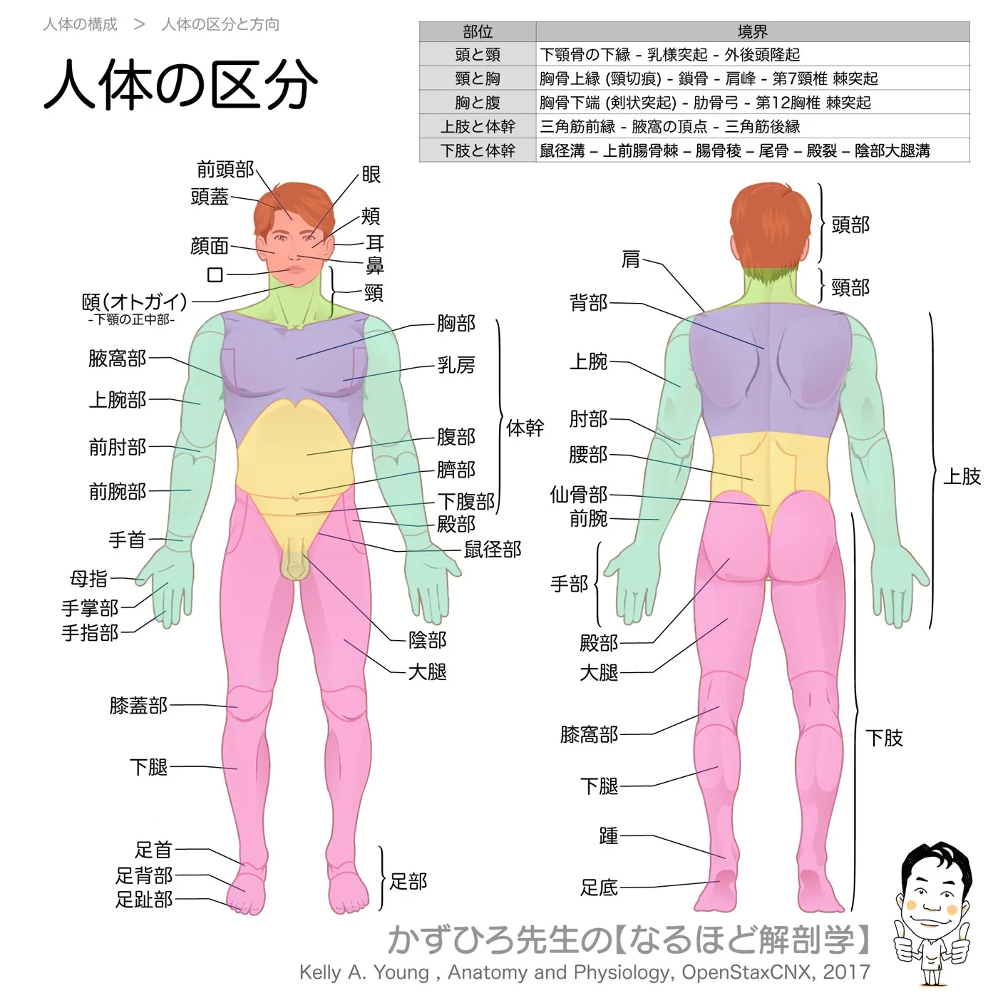 人体の区分