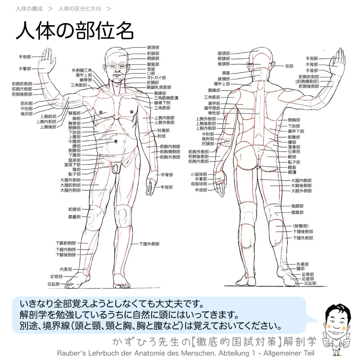 人体の部位名