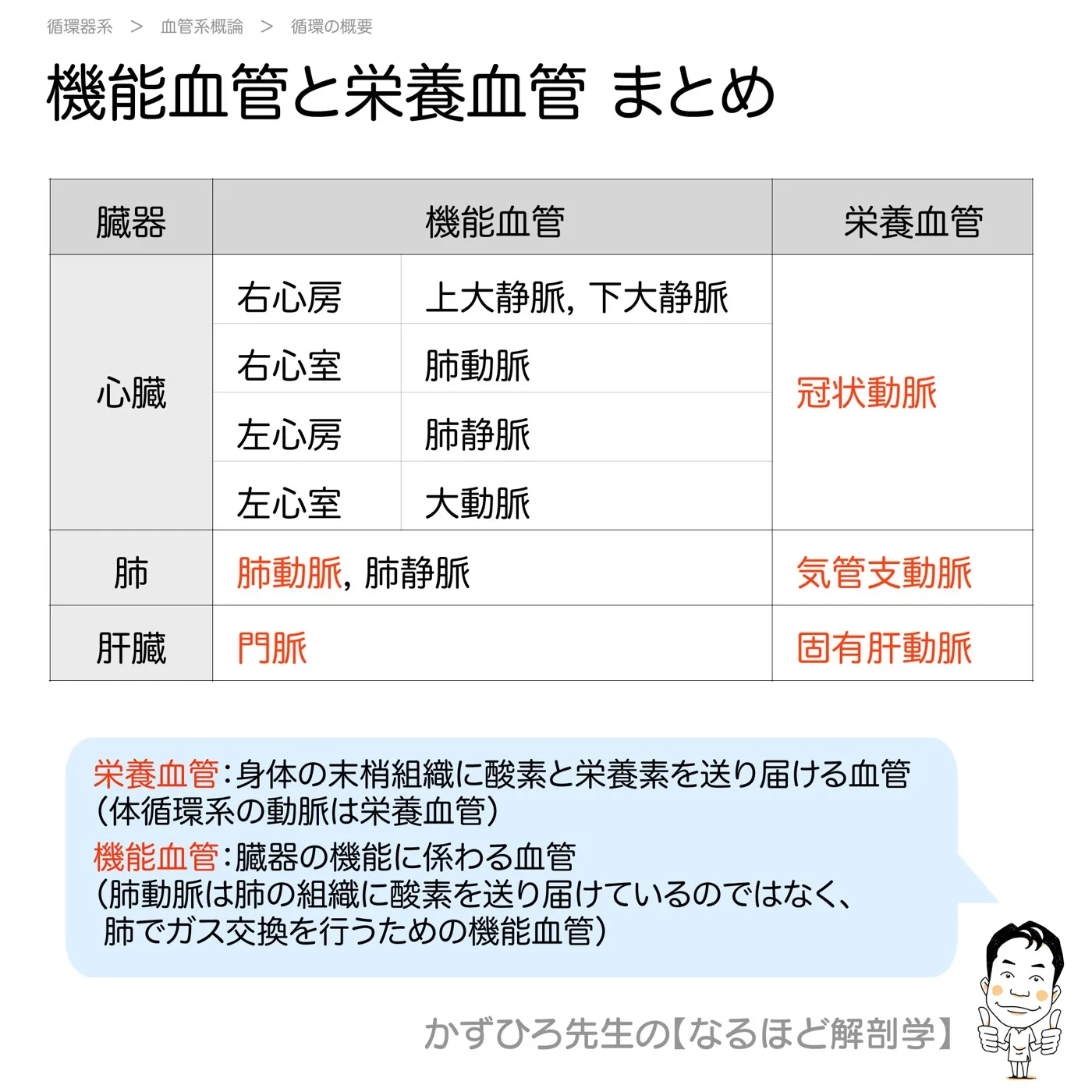 機能血管と栄養血管