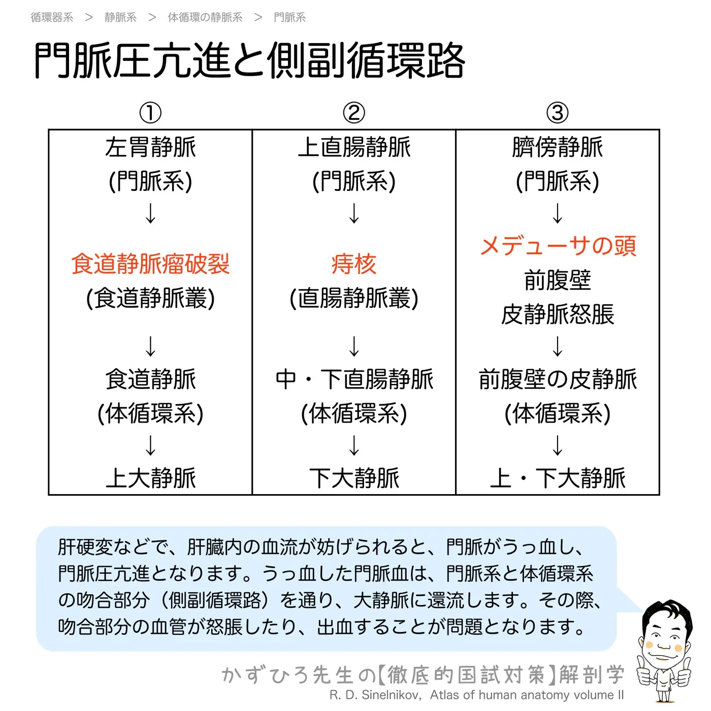 門脈圧亢進と側副循環路