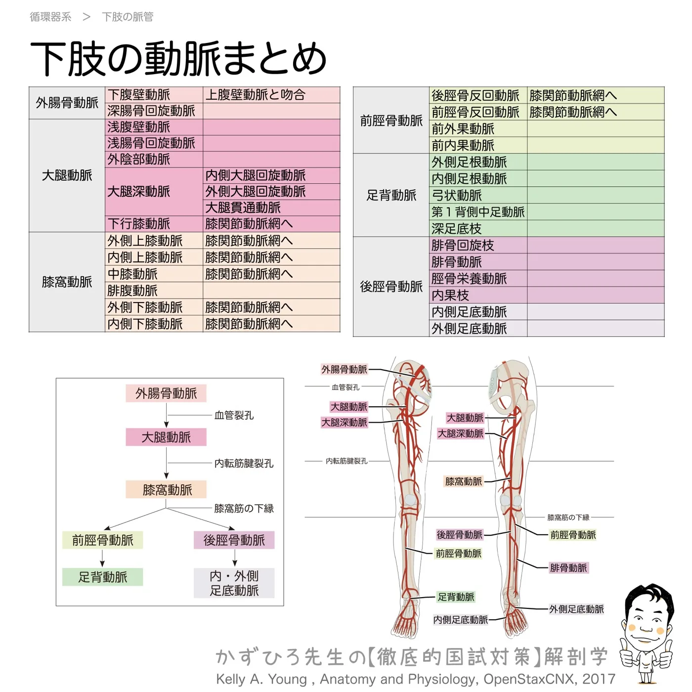 下肢の血管まとめ