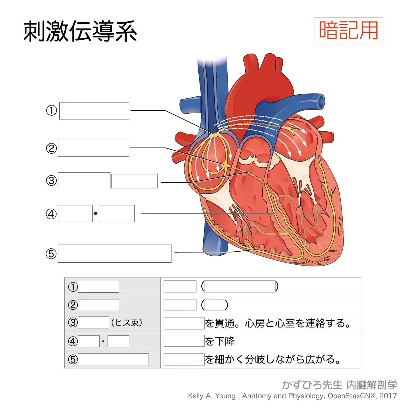 刺激伝導系（暗記用）