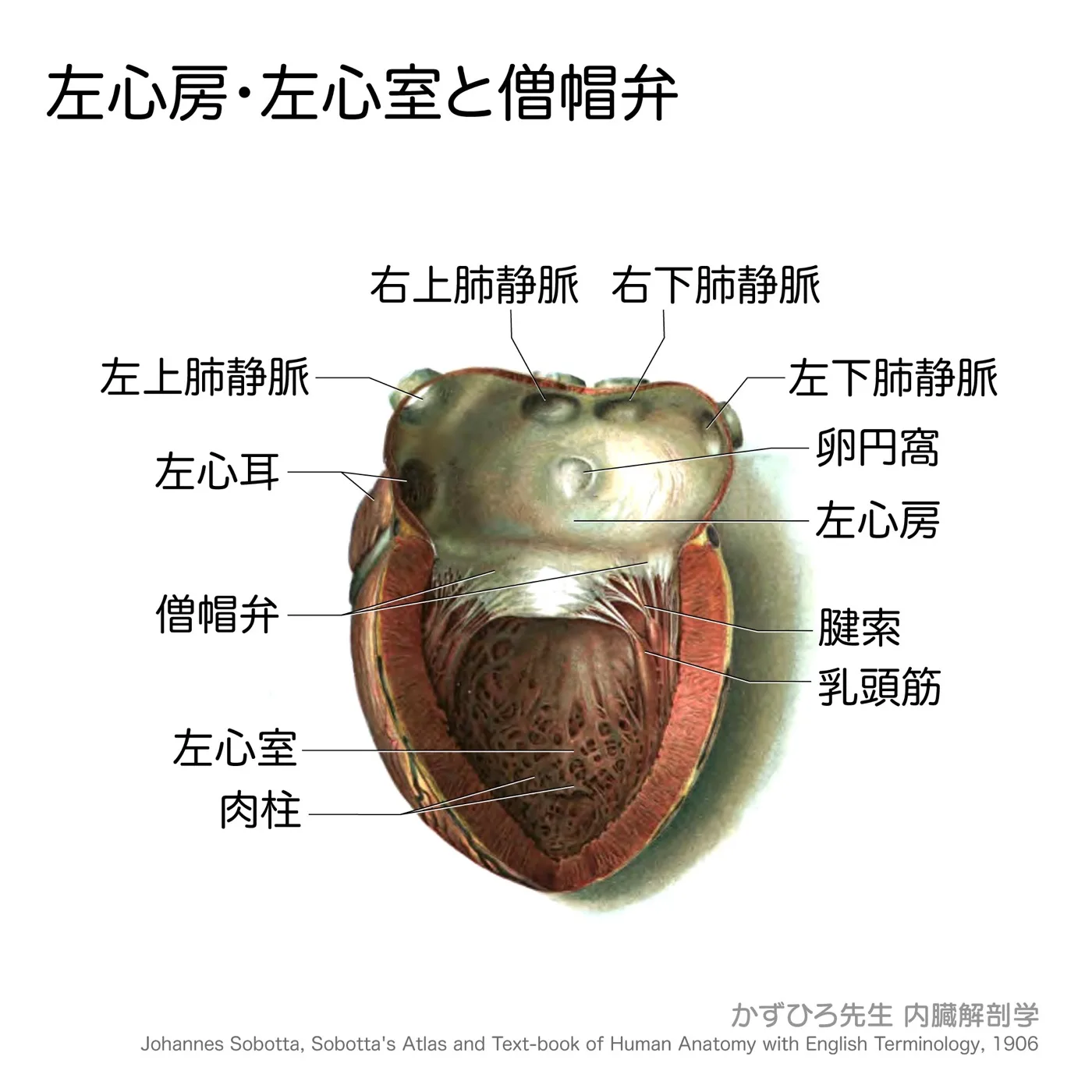 左心房・左心室と僧帽弁