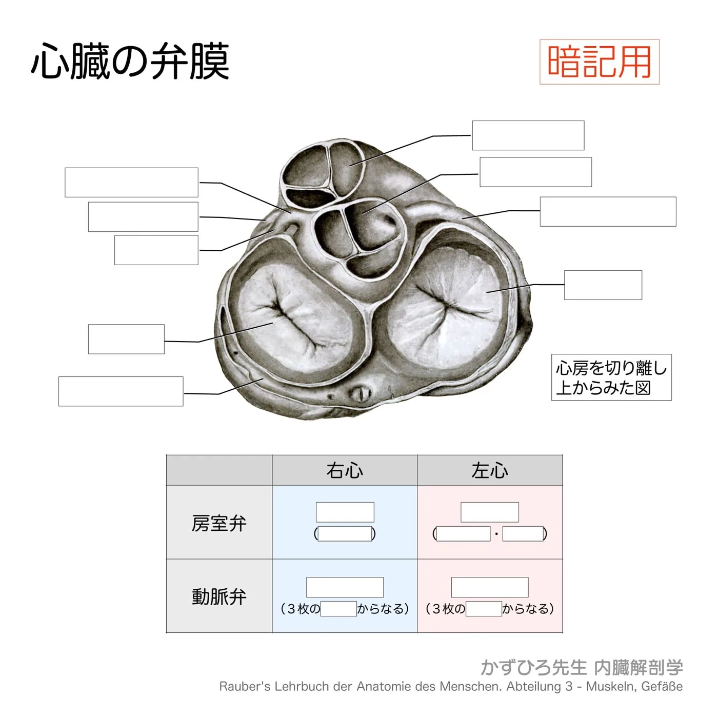 心臓の弁膜（暗記用）