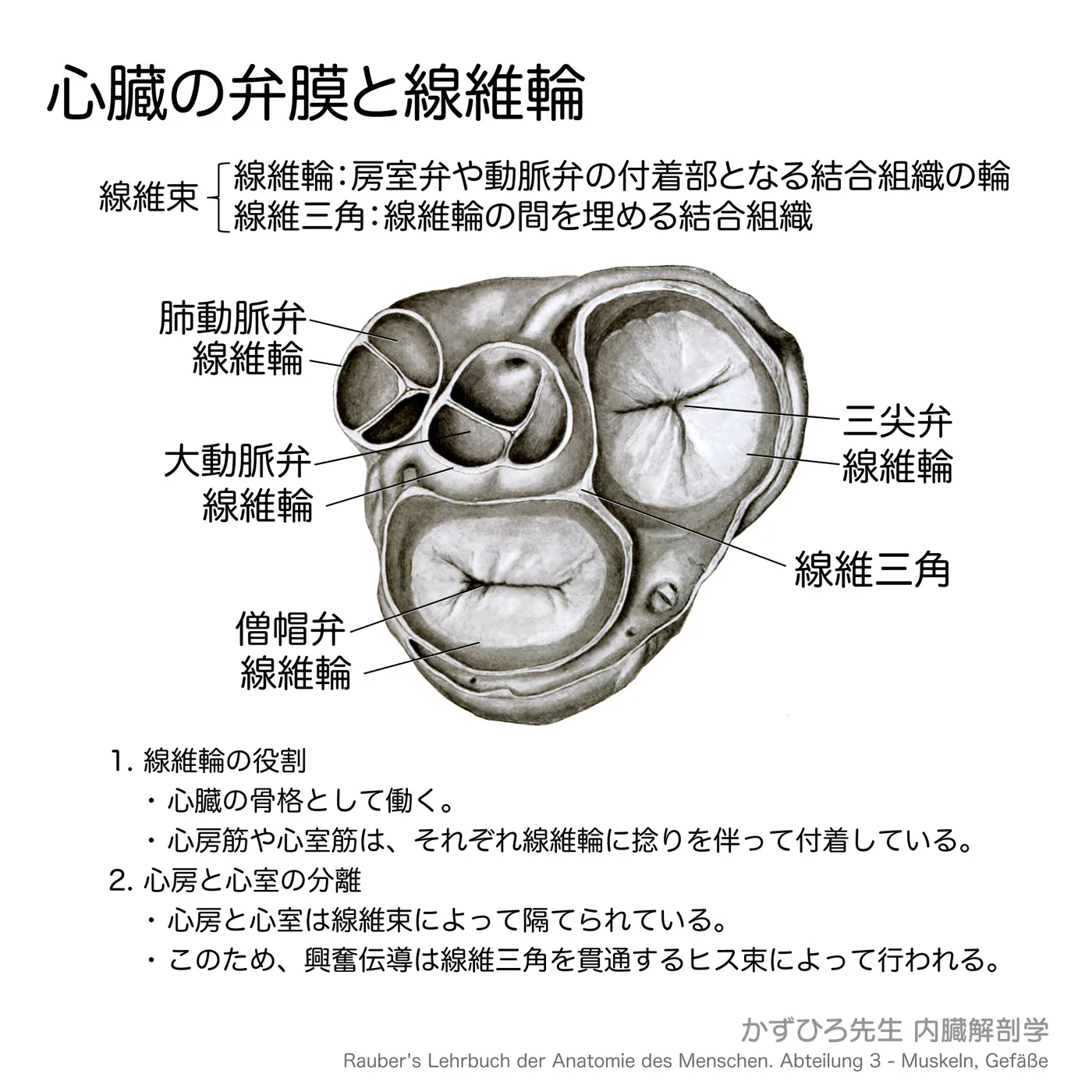 線維輪と線維三角