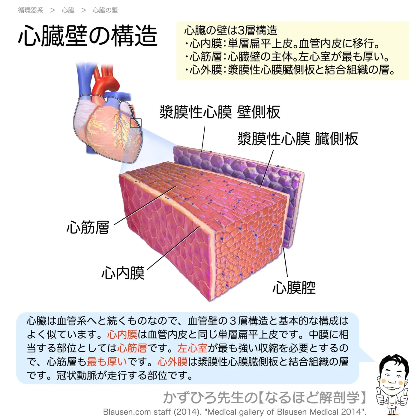 心臓の壁-心内膜・心筋層・心外膜