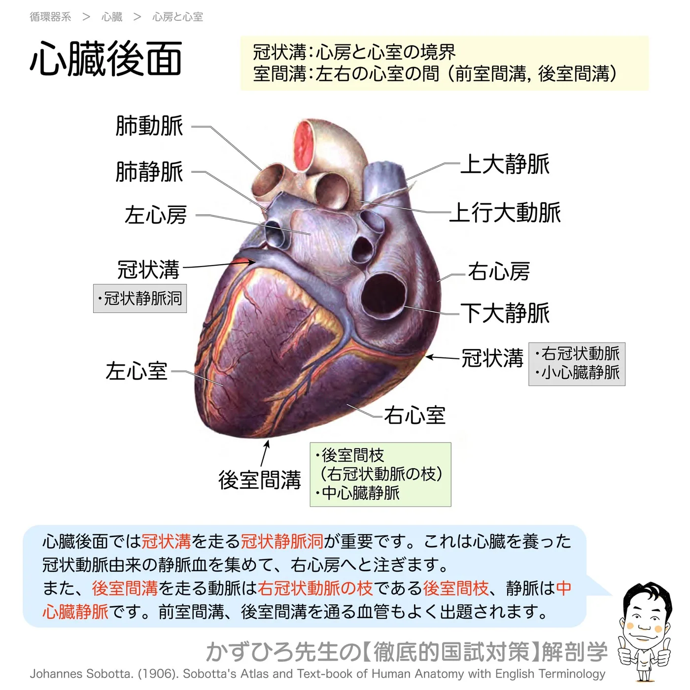 心臓後面