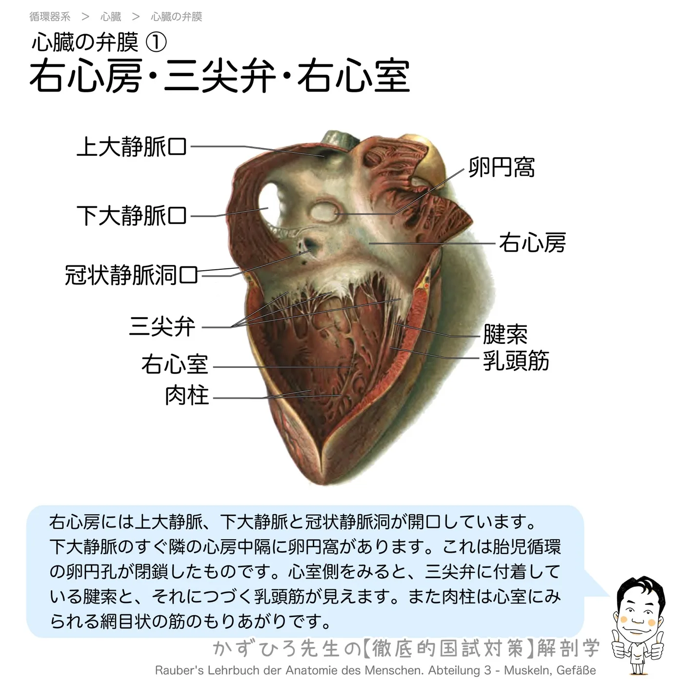 心臓の弁膜-右心房・三尖弁・右心室