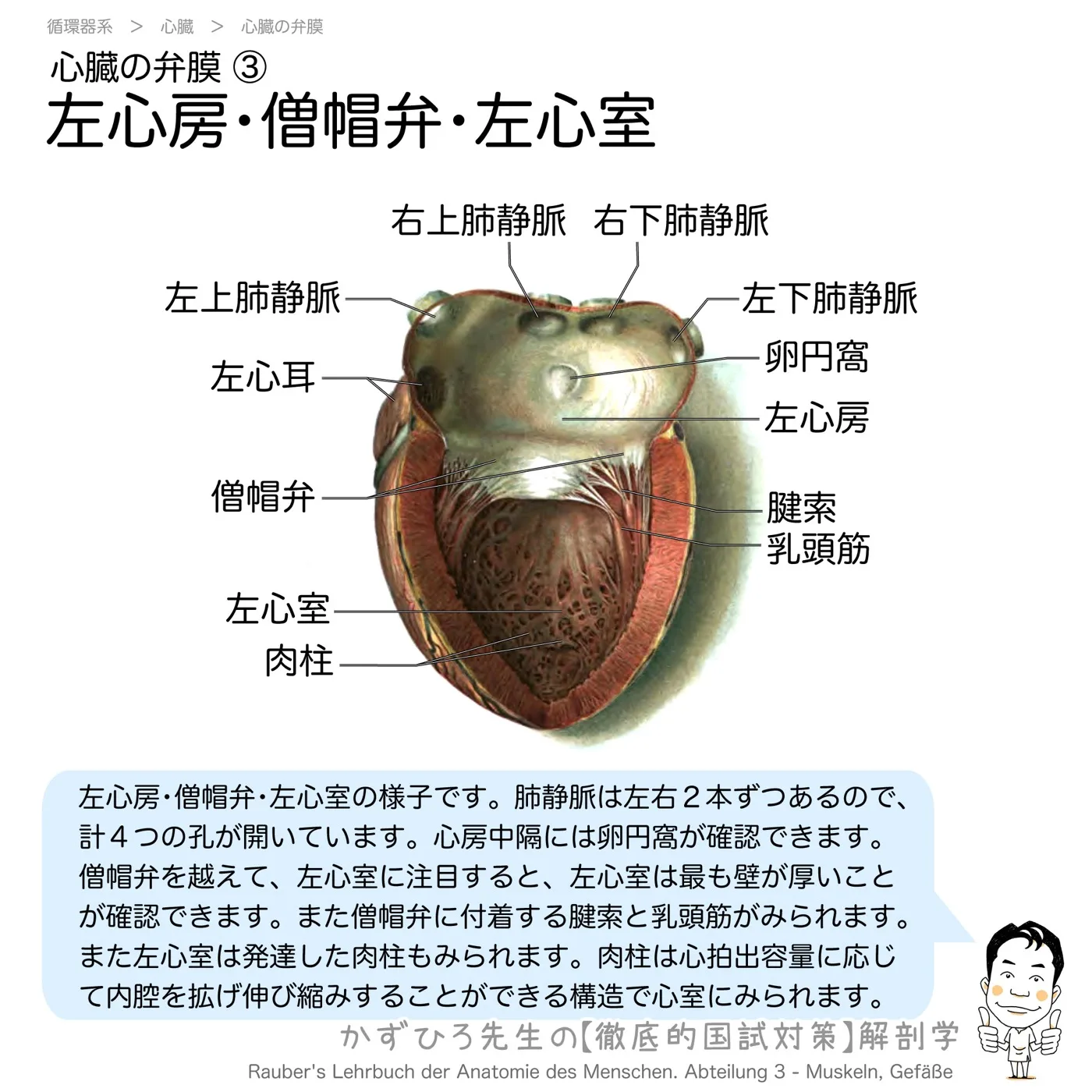 心臓の弁膜-左心房・僧帽弁・左心室