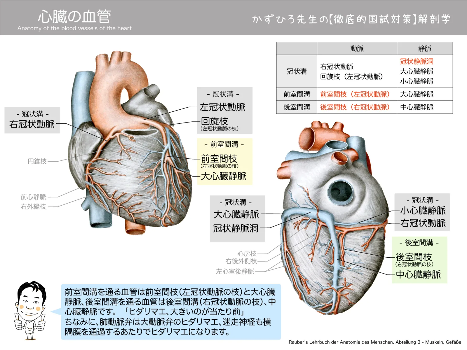 心臓の血管