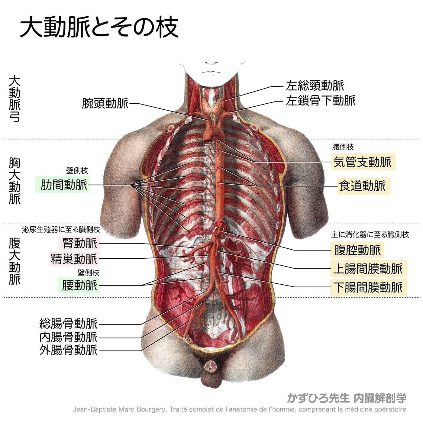 大動脈とその枝-前面