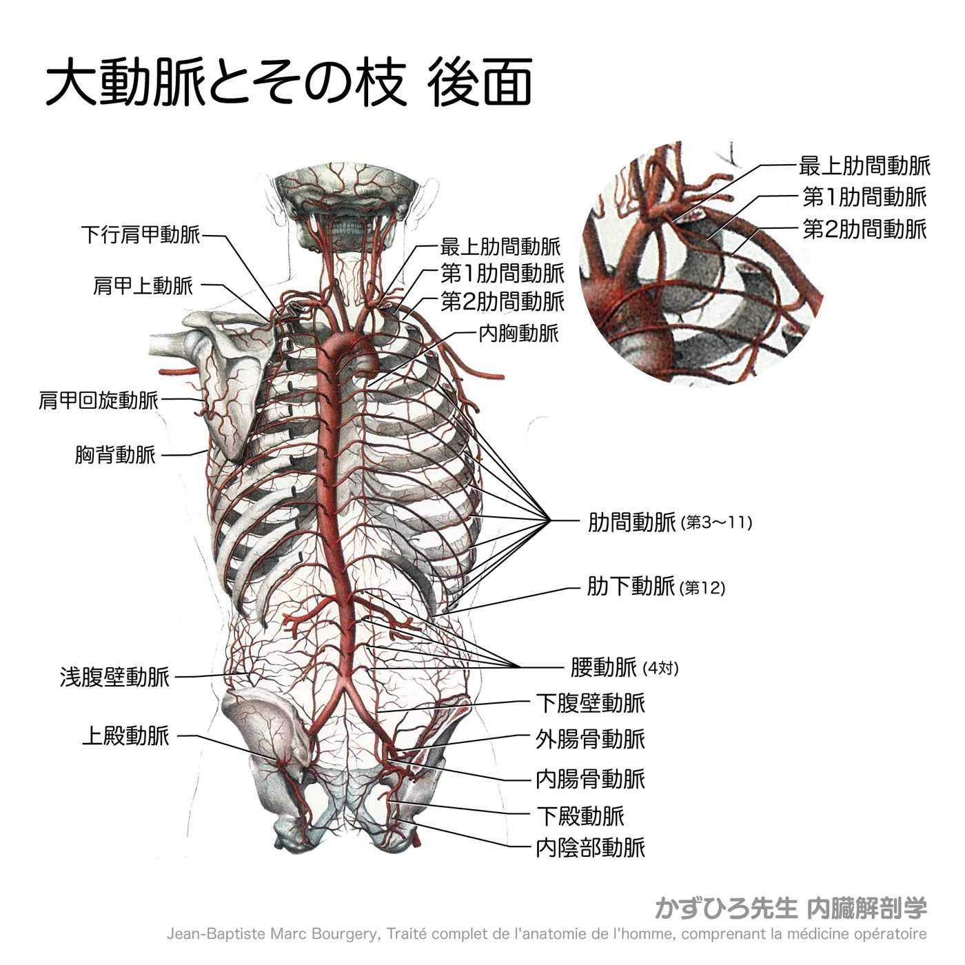 大動脈とその枝-後面