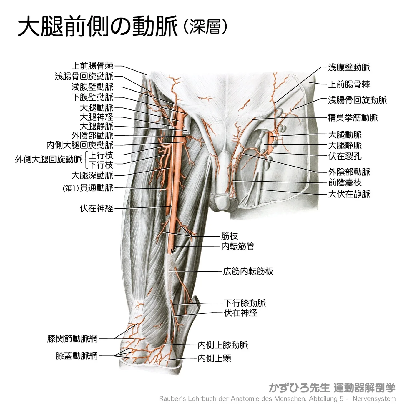 大腿前側の動脈（深層）