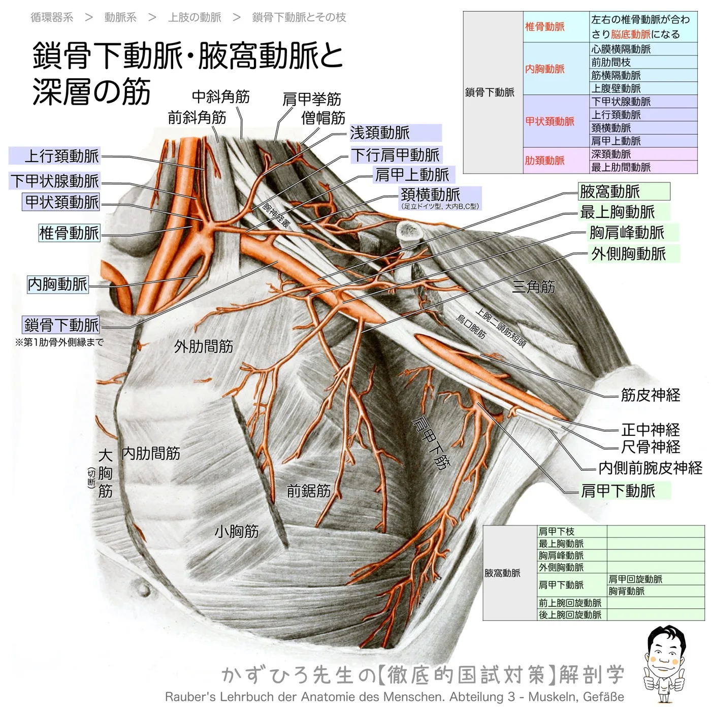鎖骨下動脈・腋窩動脈と深層の筋