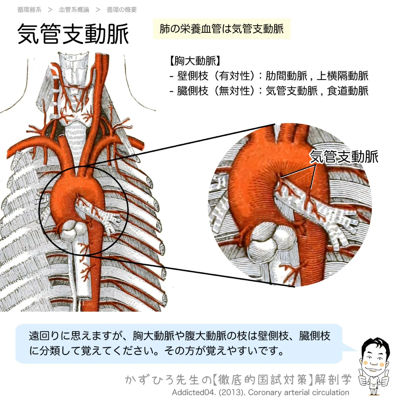 肺の栄養血管は気管支動脈
