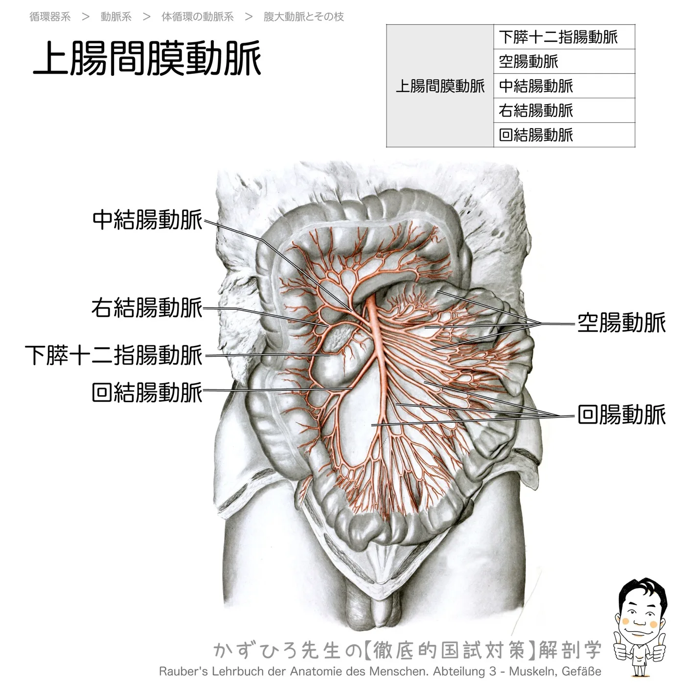上腸間膜動脈