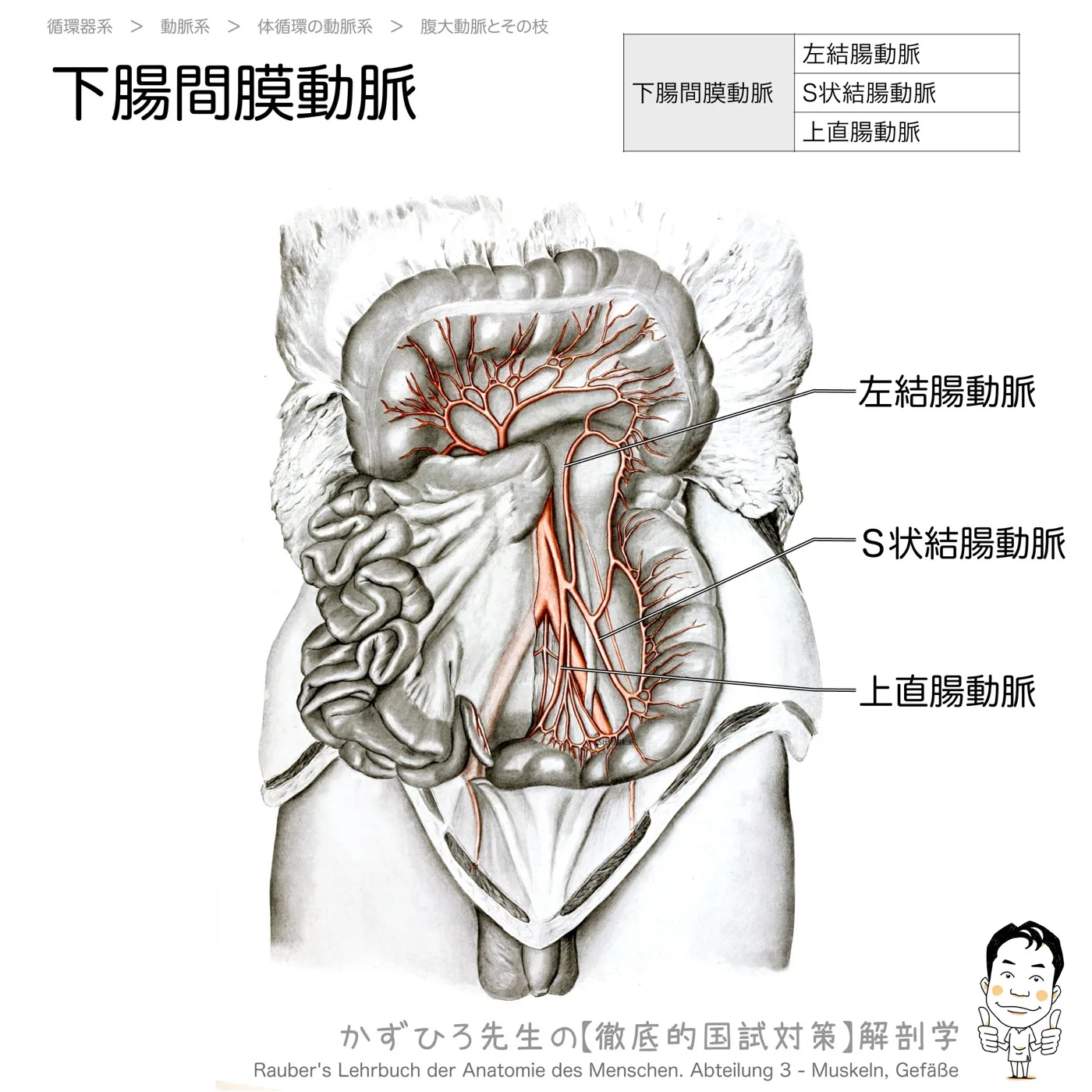 下腸間膜動脈