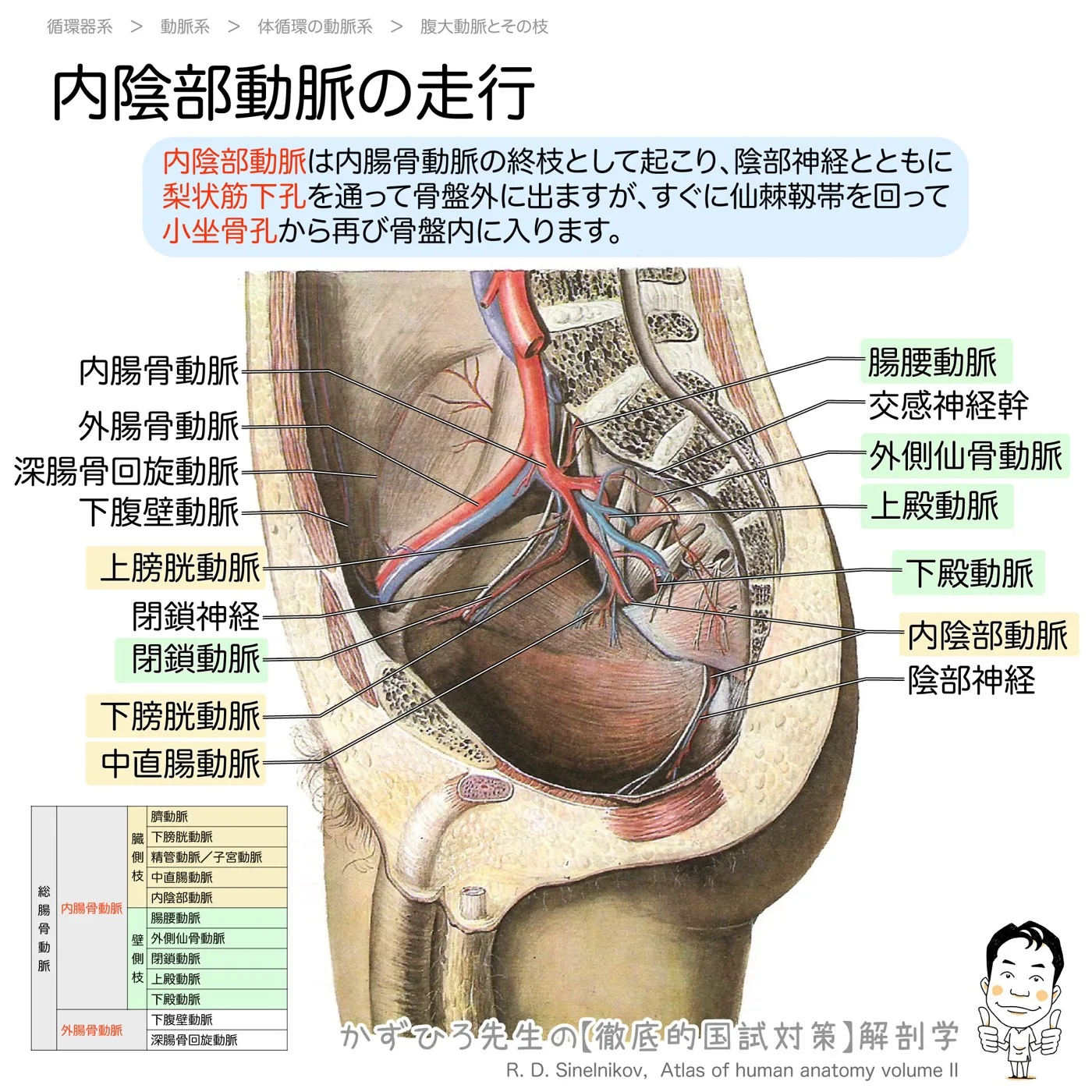 内陰部動脈の走行