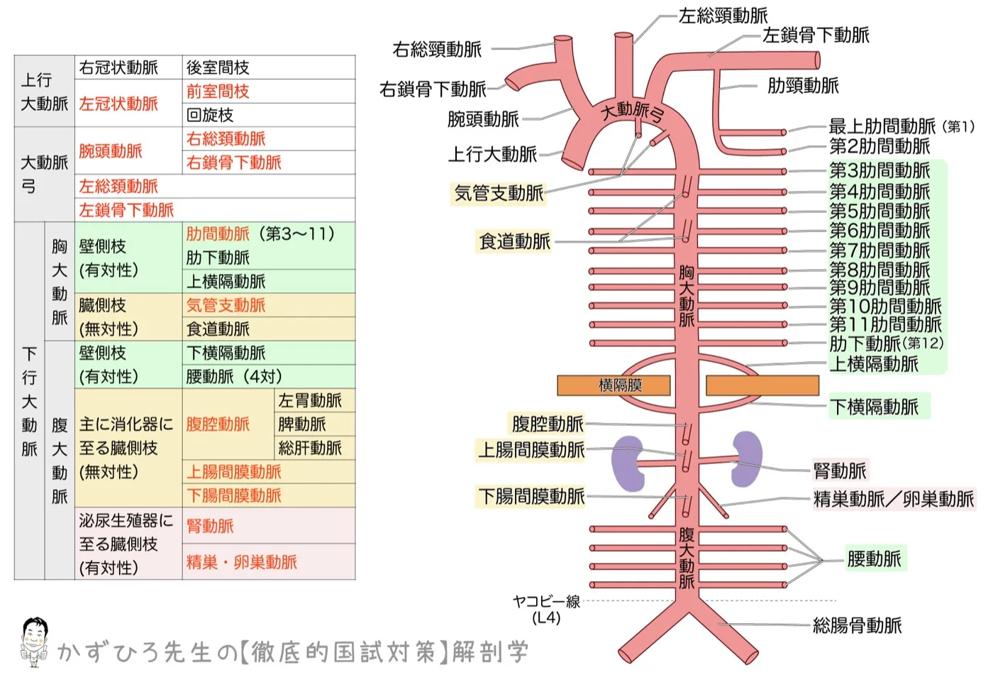 大動脈の模式