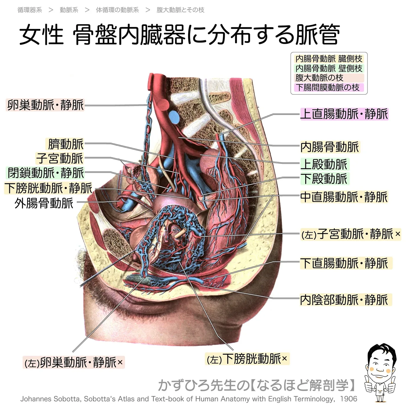 女性-骨盤内臓器に分布する動脈