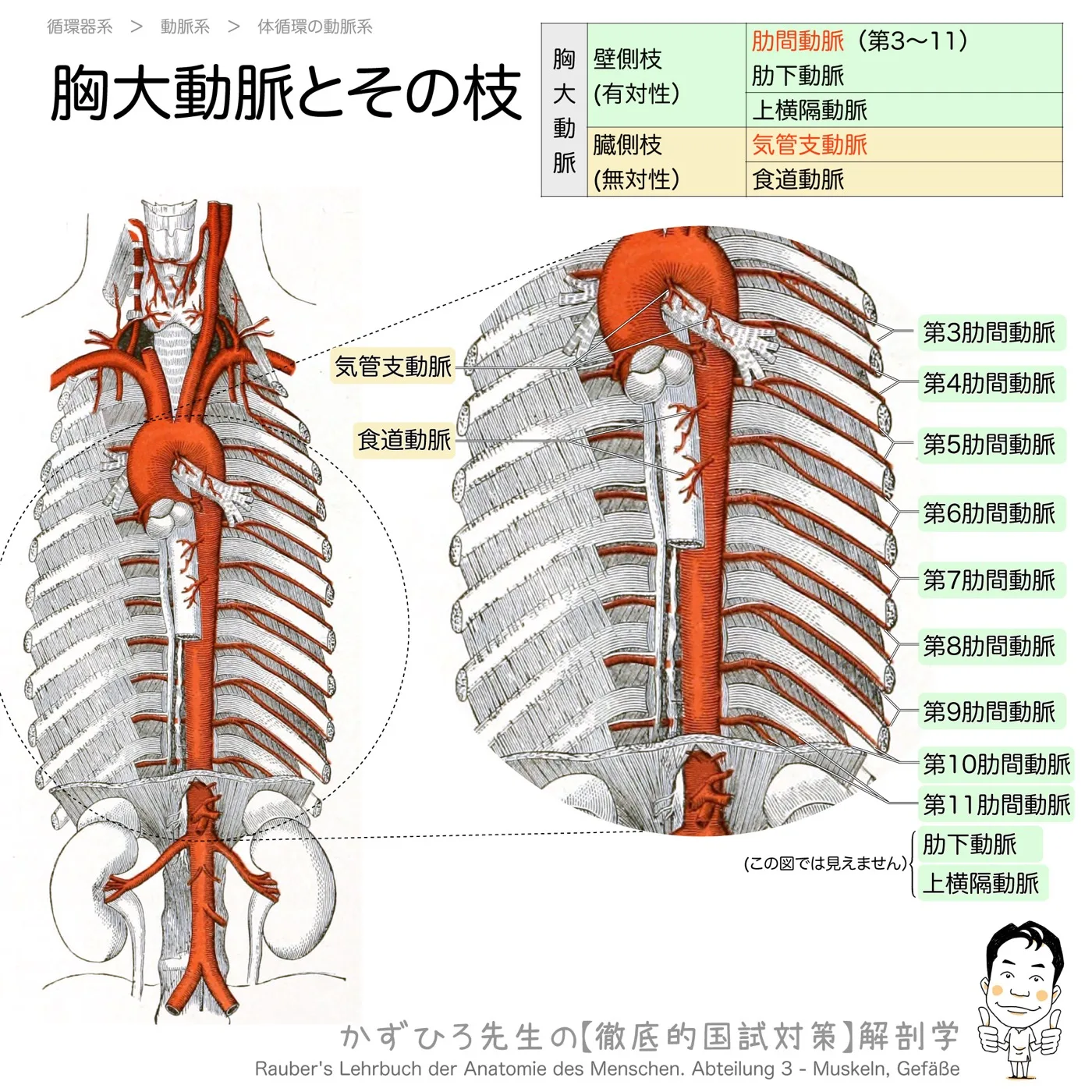 胸大動脈