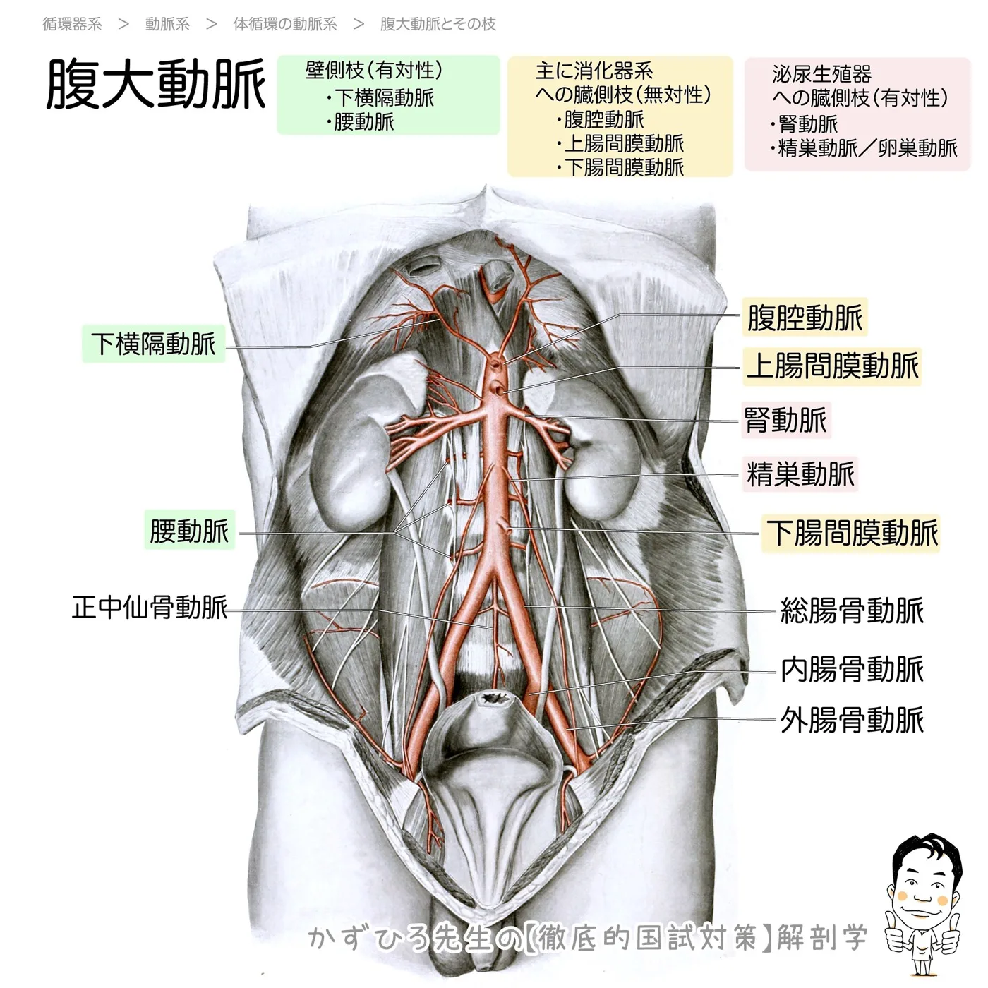 腹大動脈